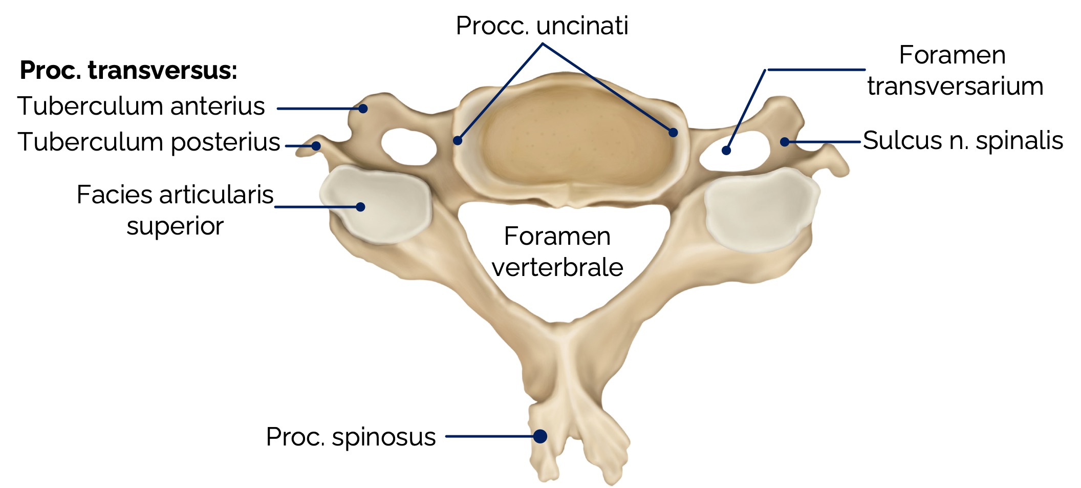4. Halswirbel (Vertebra cervicalis IV) – Ansicht von kranial