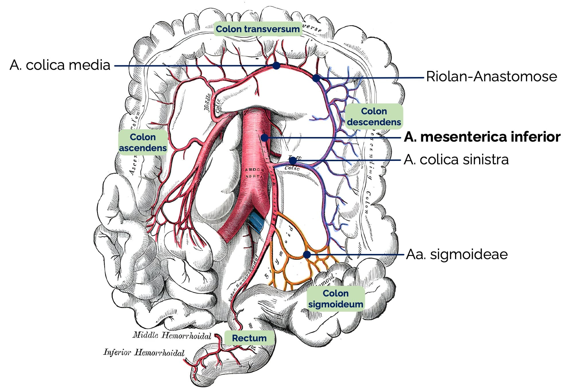 Arterielle Versorgung des Colons - A. mesenterica inferior