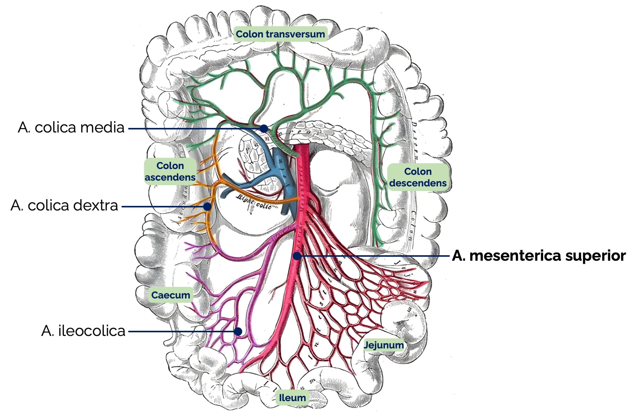 Arterielle Versorgung des Colons - A. mesenterica superior