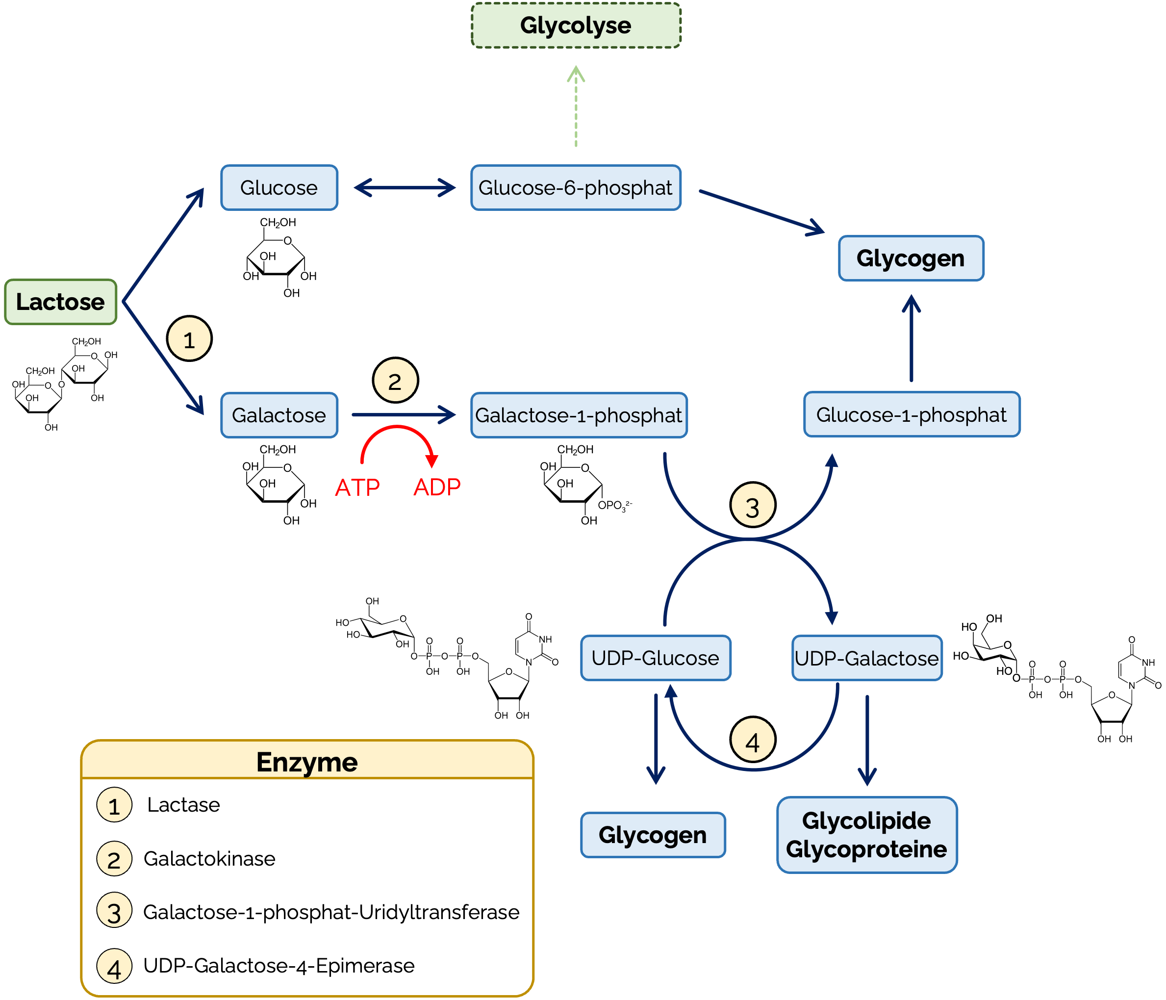 Abbau von Lactose