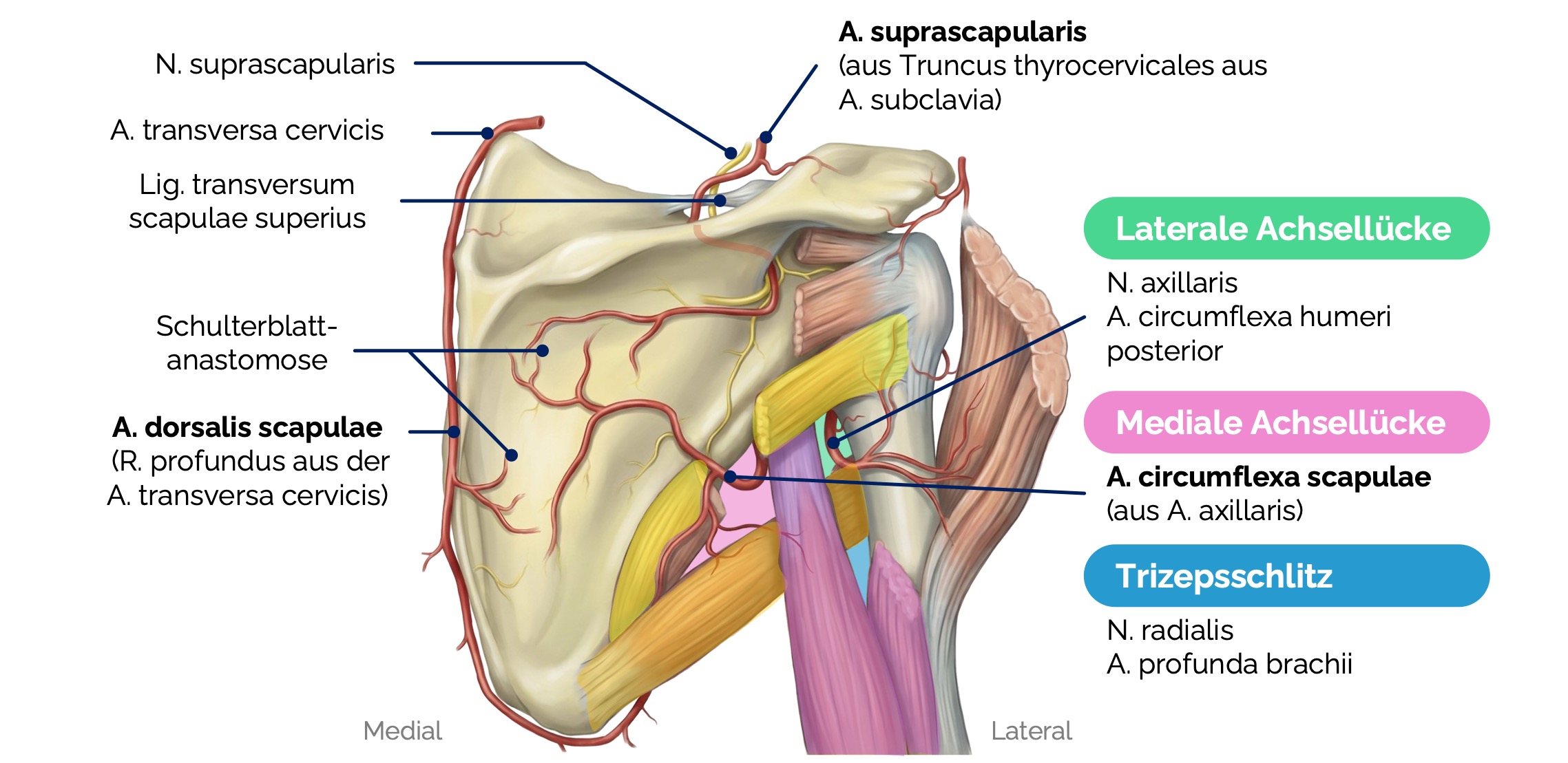 Achsellücken und Schulterblattanastomose