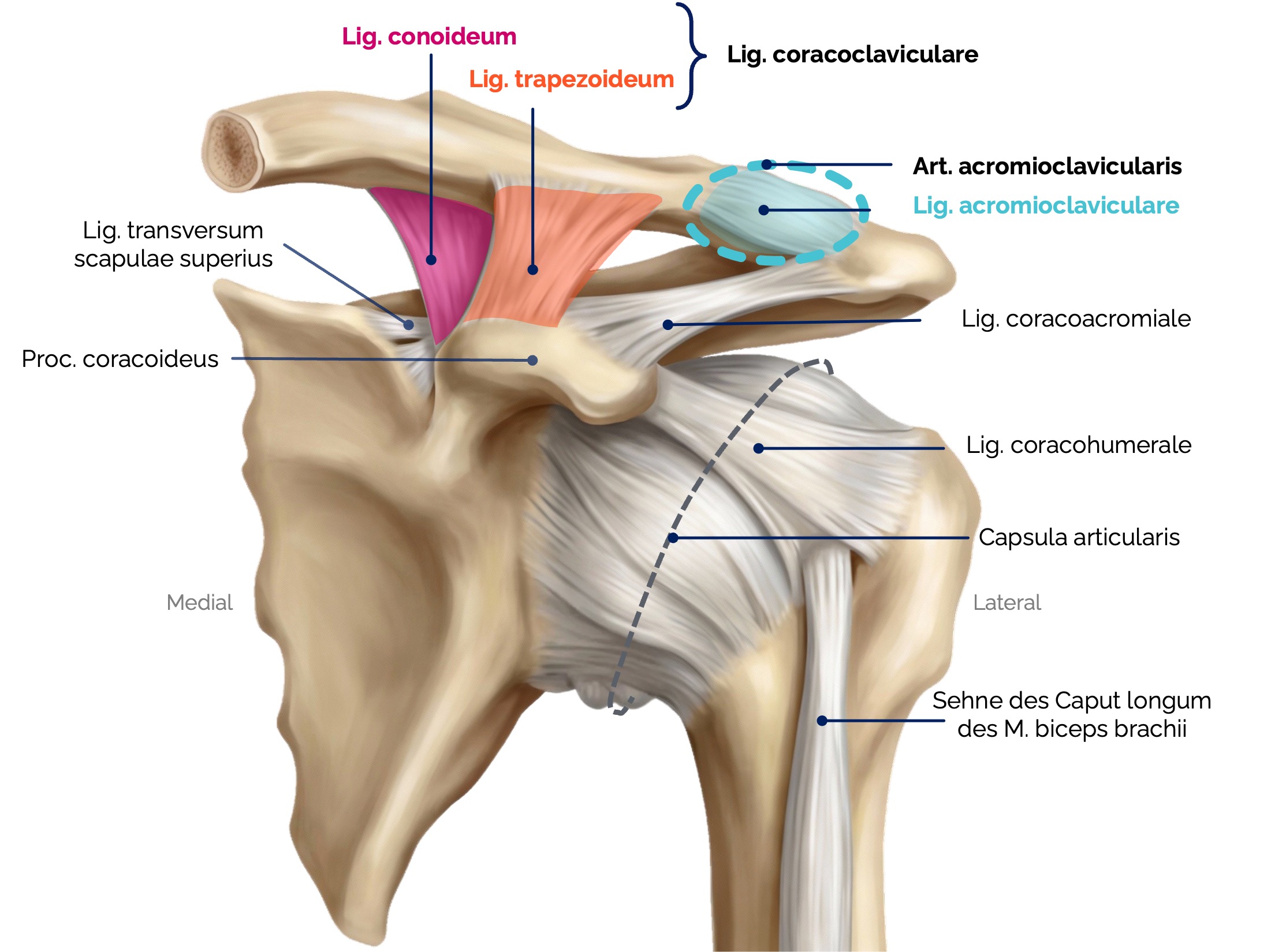 Akromioklavikulargelenk (Articulatio acromioclavicularis)