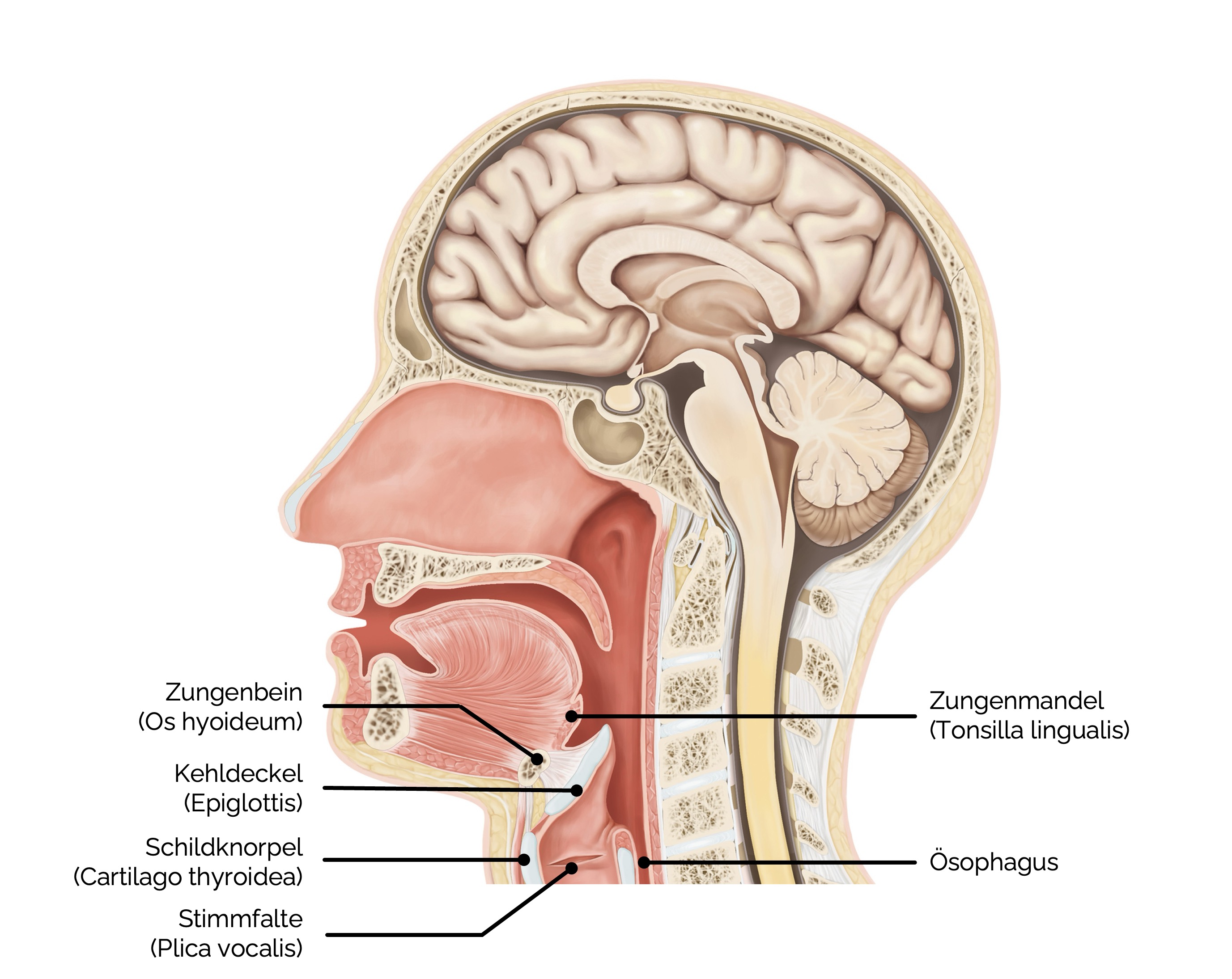 Anatomie Kehlkopf (Larynx)