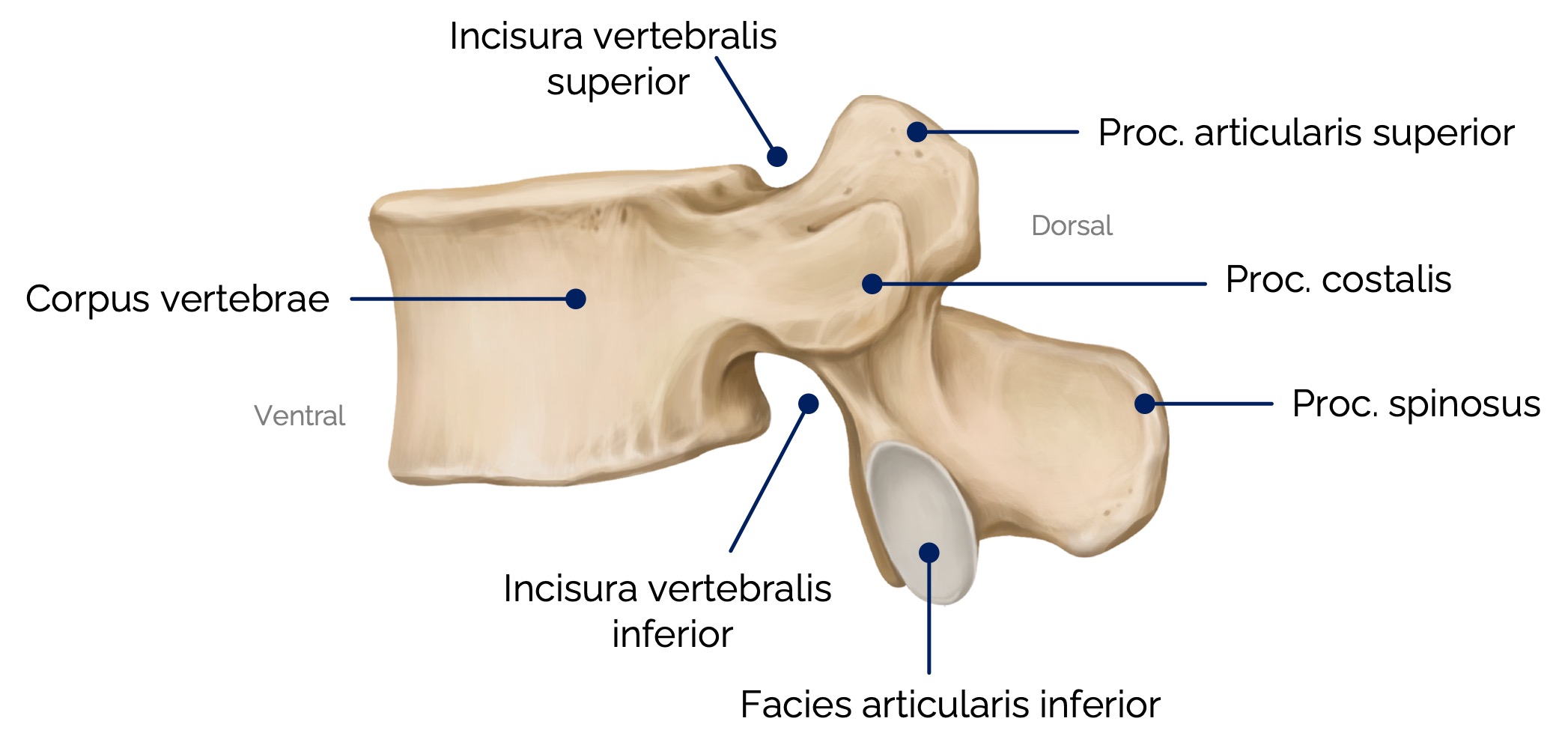 2. Lendenwirbel (Vertebra lumbalis II) – linkslaterale Ansicht
