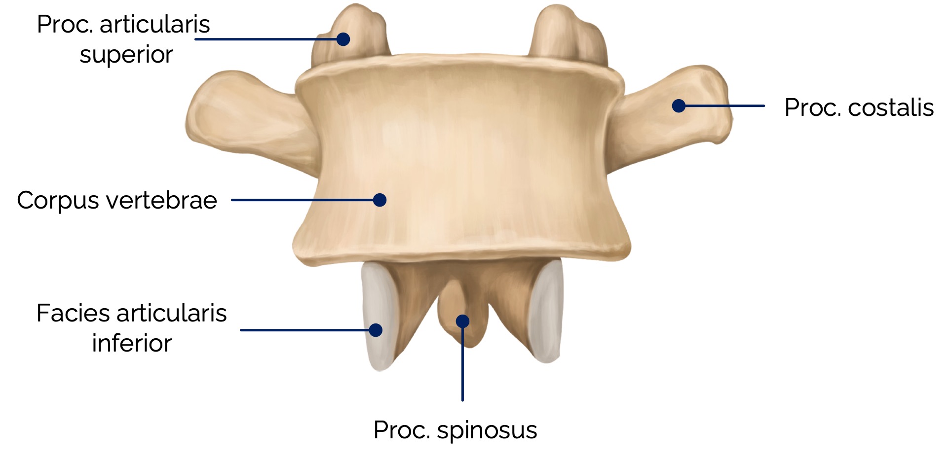 2. Lendenwirbel (Vertebra lumbalis II) – ventrale Ansicht