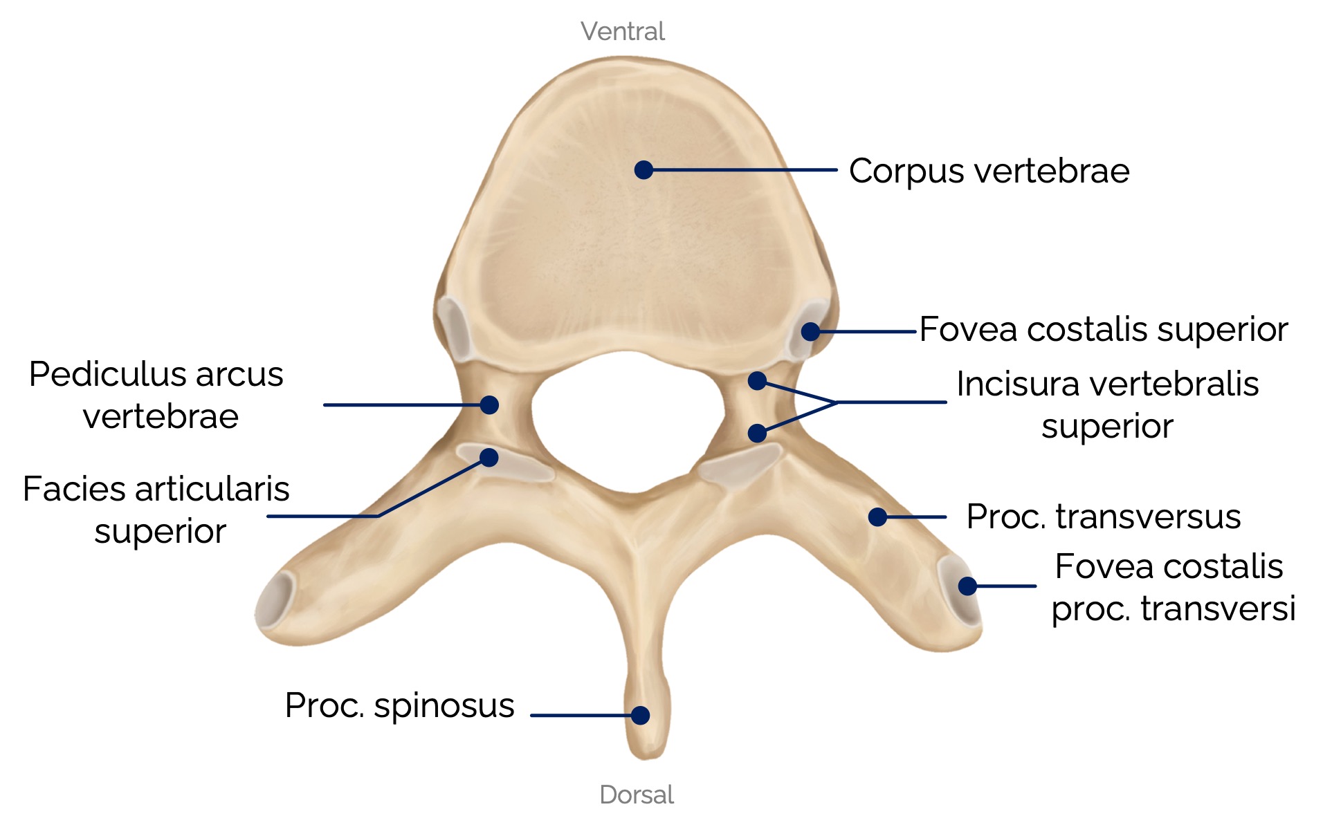6. Brustwirbel (Vertebra thoracica VI) – Ansicht von kranial