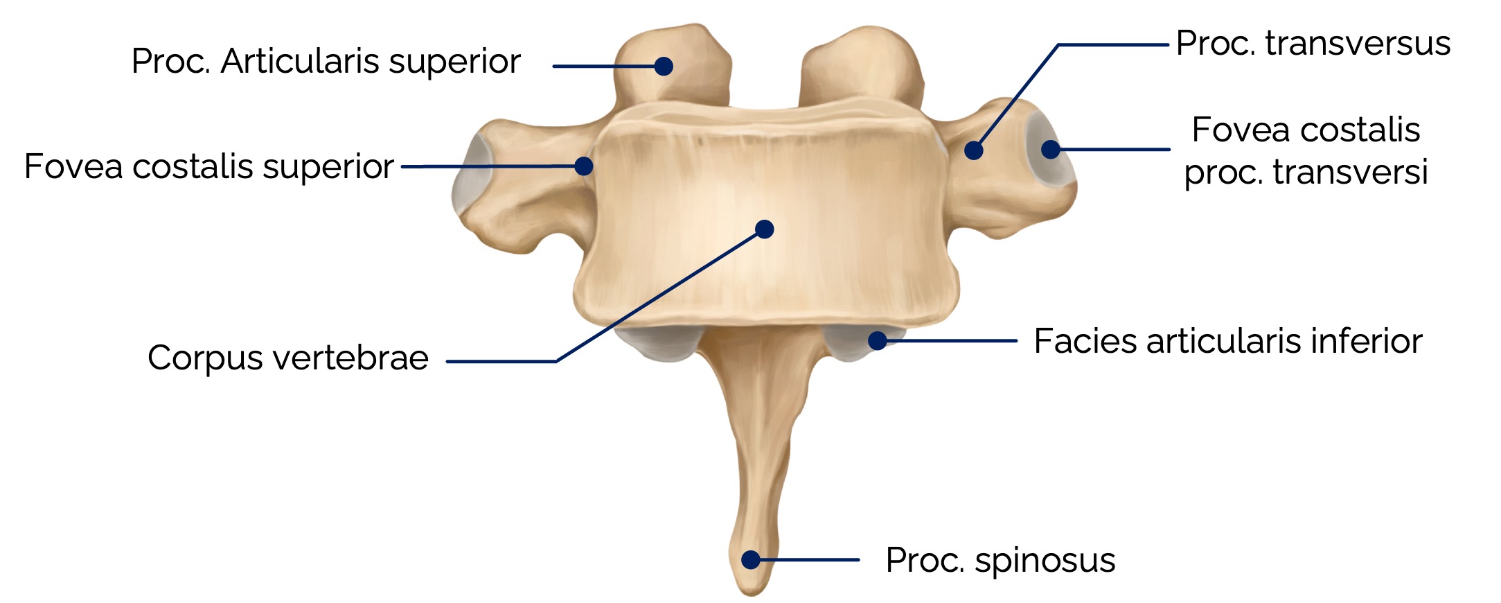 6. Brustwirbel (Vertebra thoracica VI) – ventrale Ansicht
