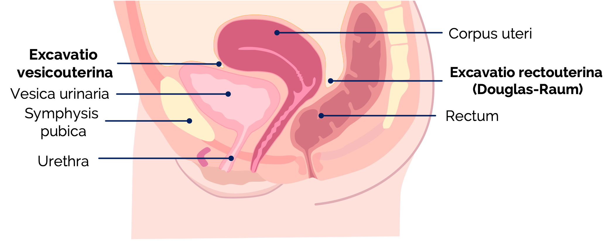 Anatomie des Beckens der Frau