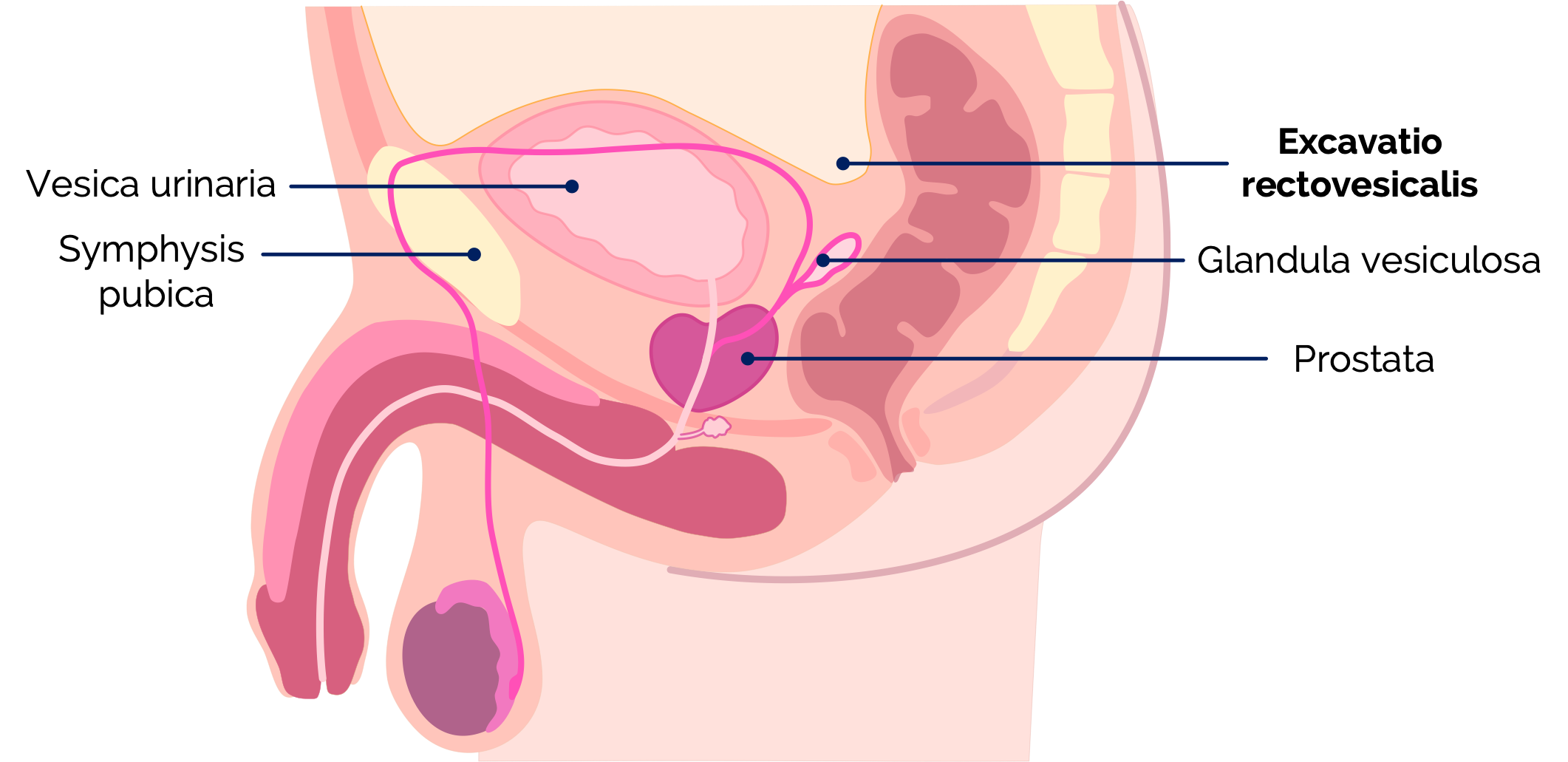 Anatomie des Beckens des Mannes