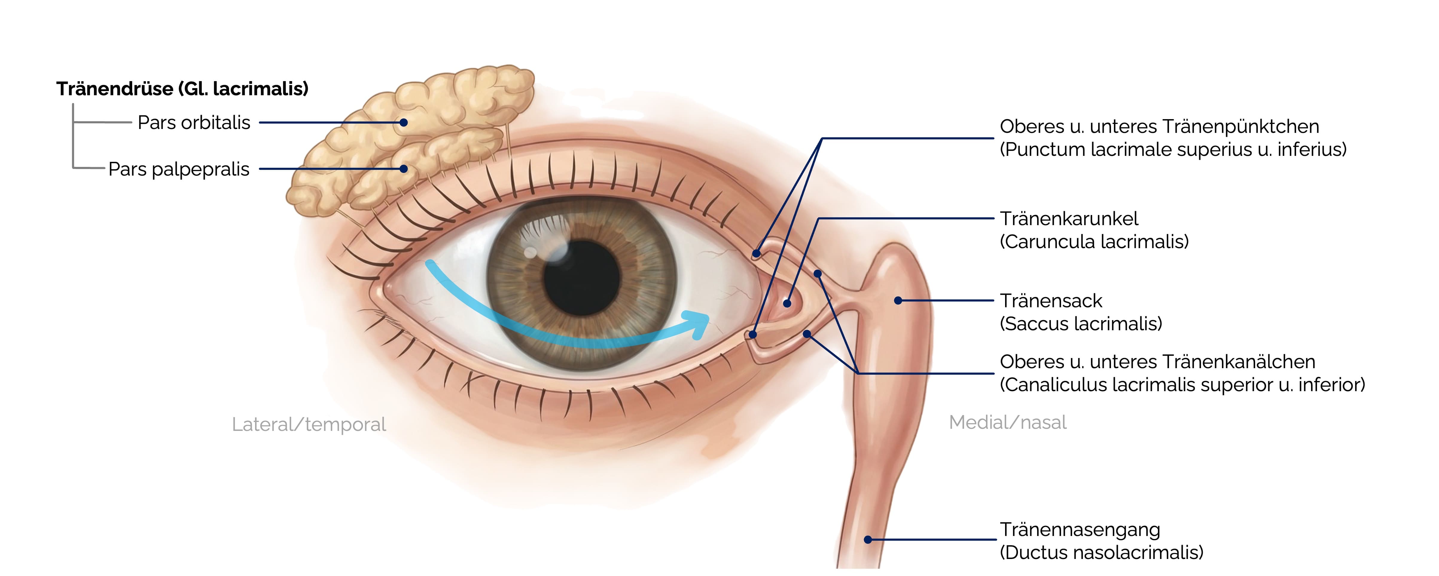 Tränenapparat – Drüsen- und Abflusswege