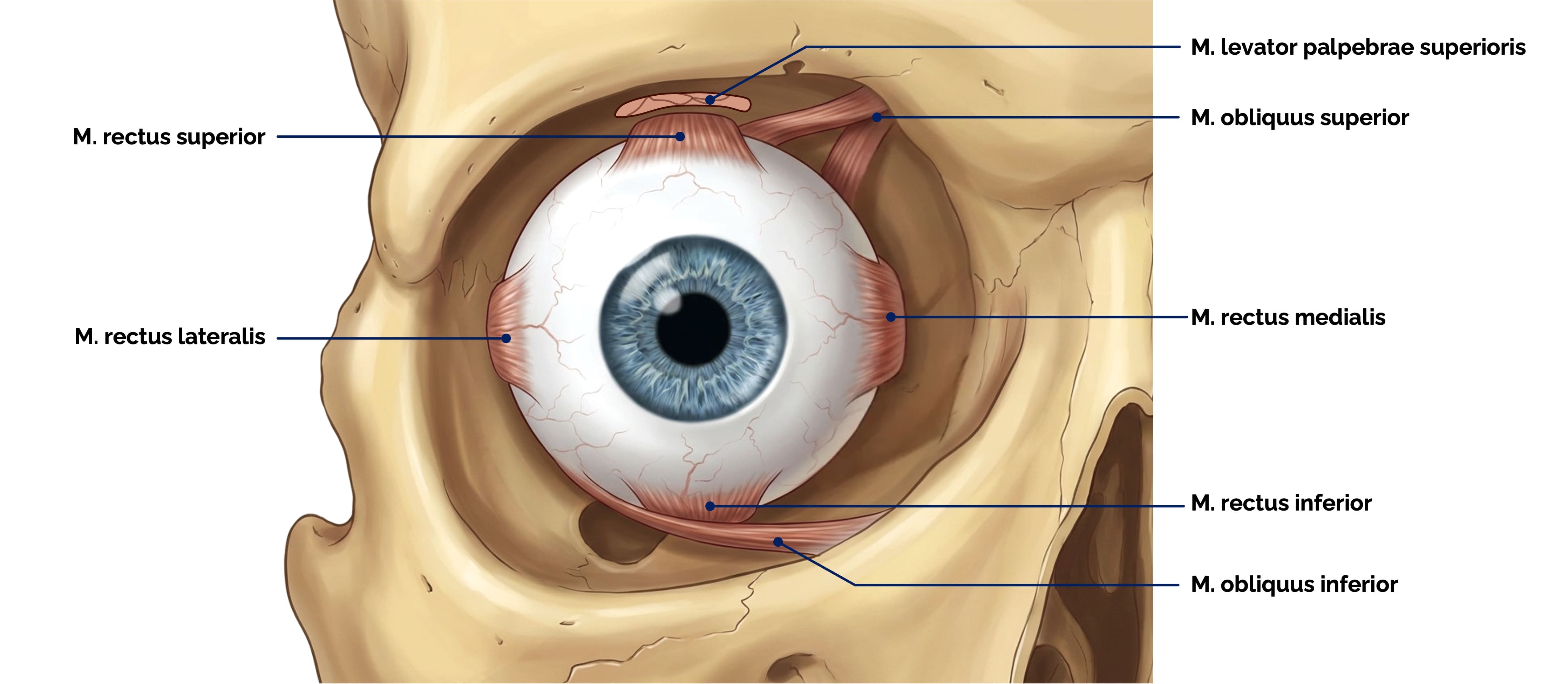 Äußere Augenmuskeln