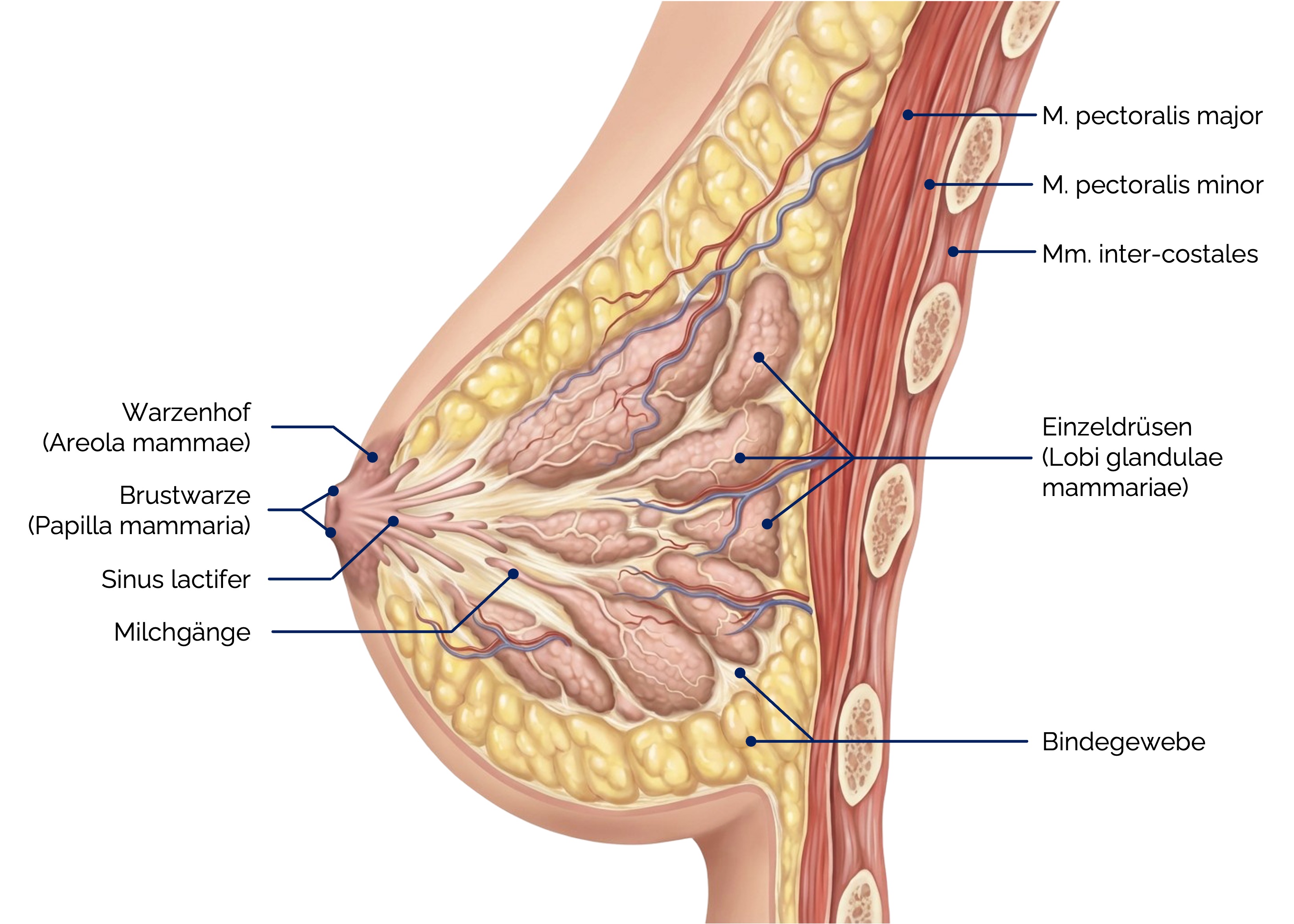 Anatomie der Brust (Glandula mammaria)