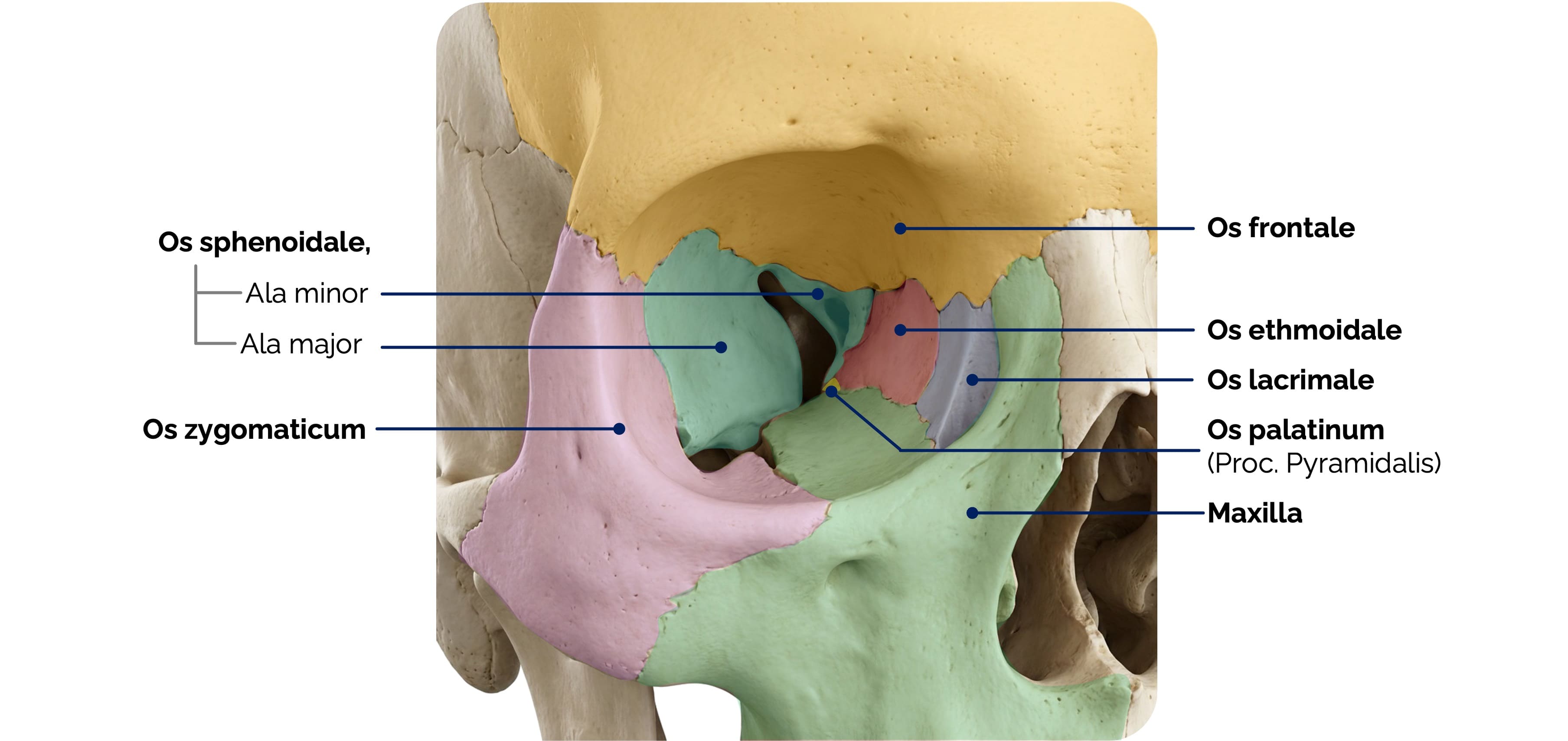 Orbita – knöcherner Aufbau der Augenhöhle