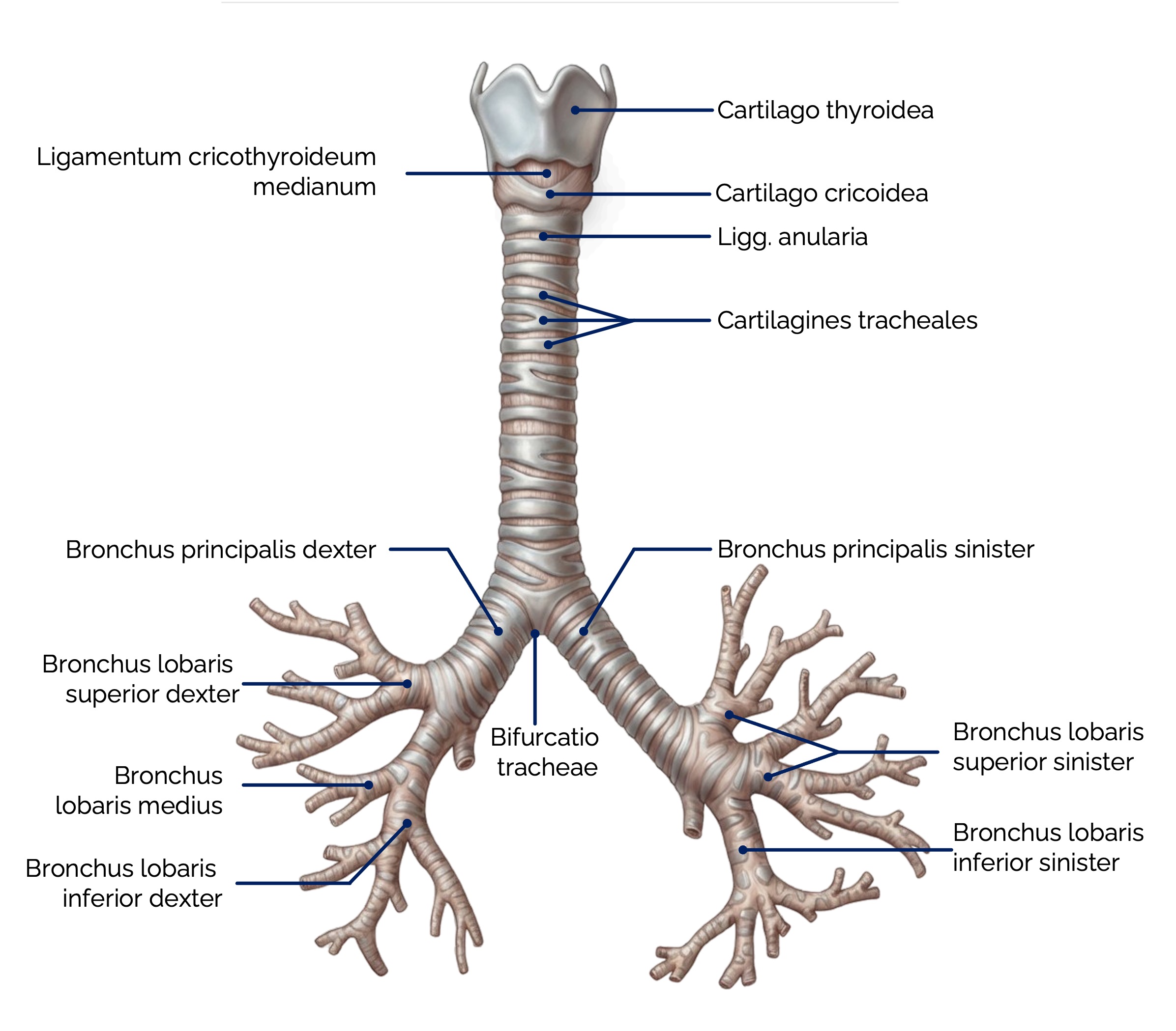 Trachea und Bronchialbaum