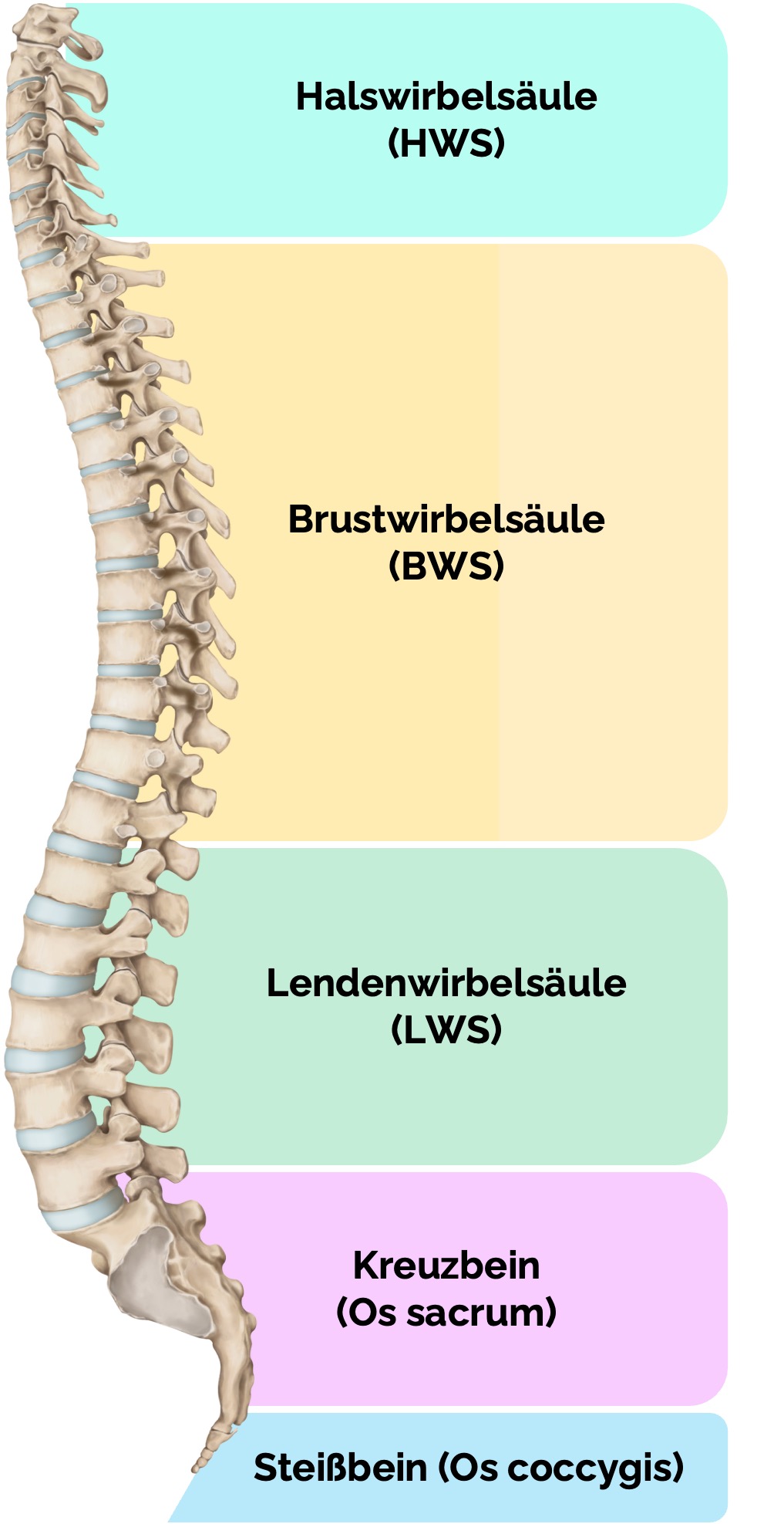 Anatomie der Wirbelsäule (Columna vertebralis) – Übersicht der Abschnitte