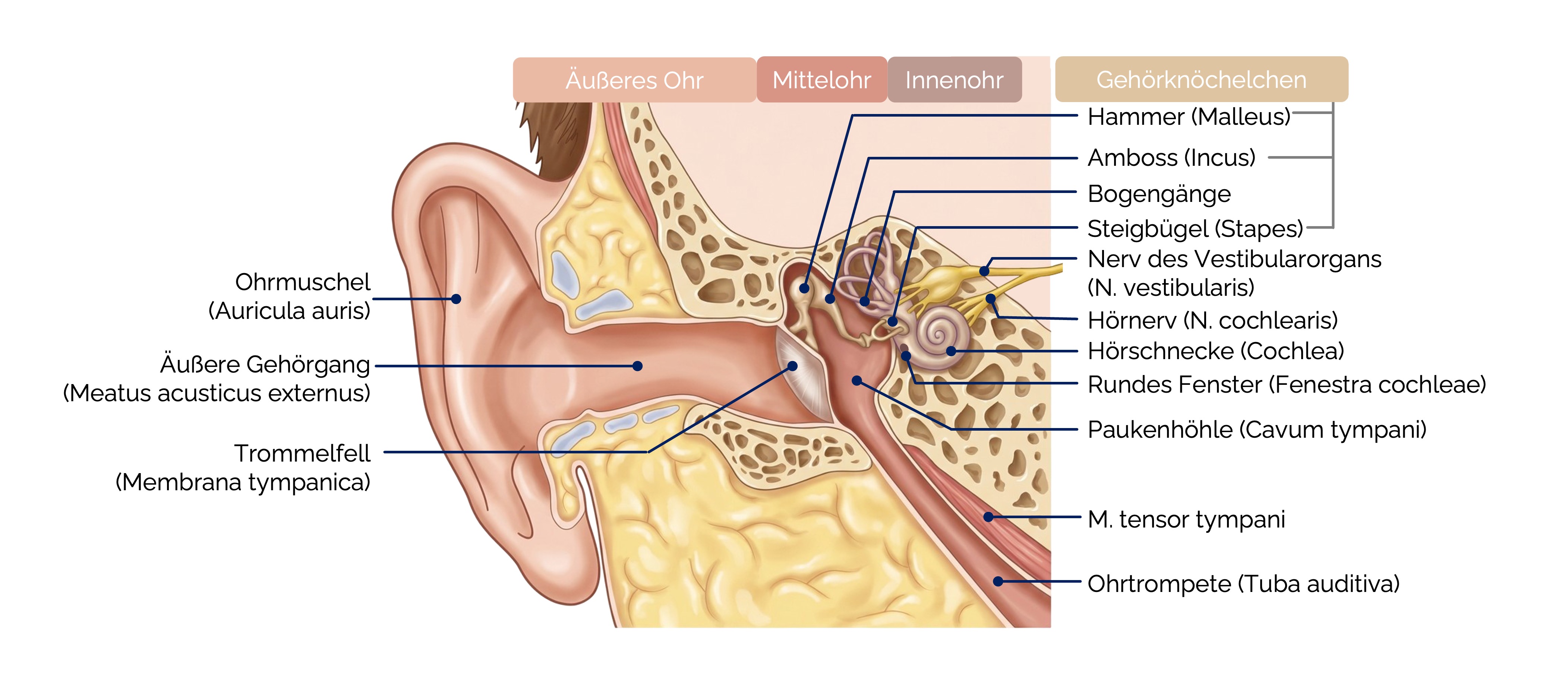 Anatomie des Ohres