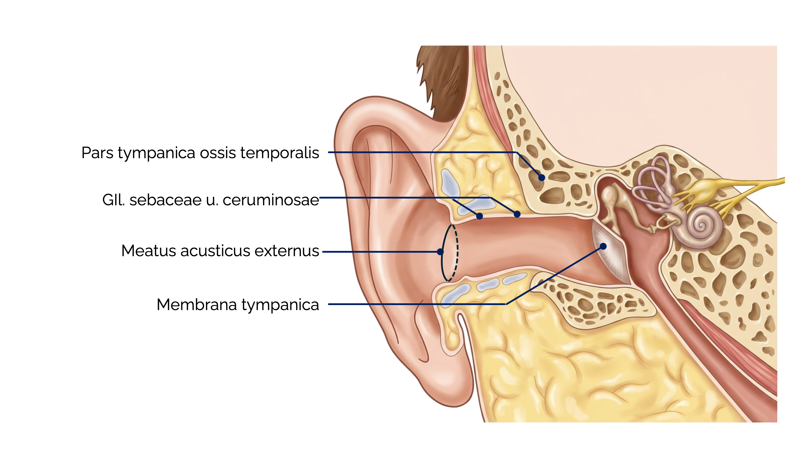 Äußeres Ohr und äußerer Gehörgang (Meatus acusticus externus)