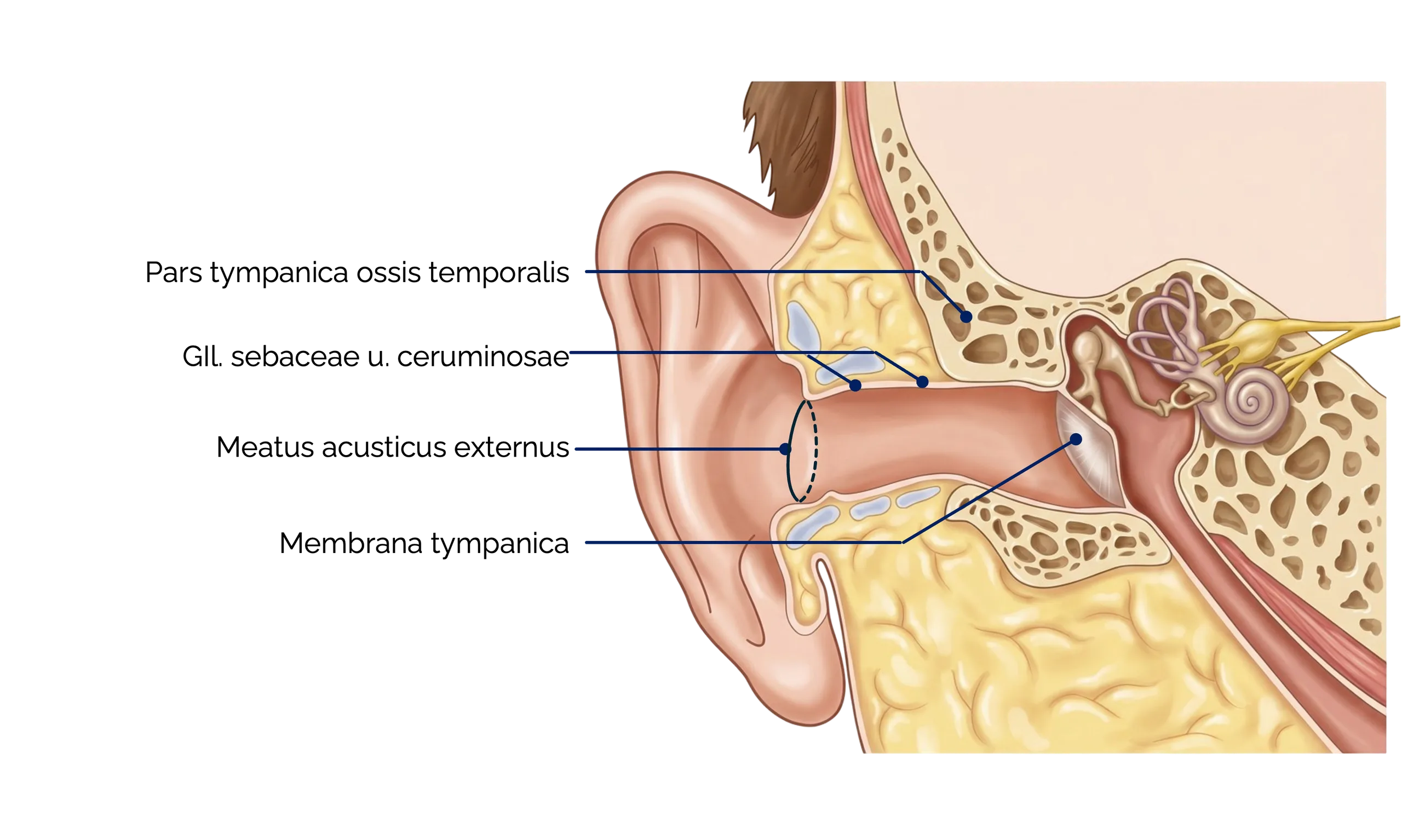 Äußeres Ohr und äußerer Gehörgang (Meatus acusticus externus)