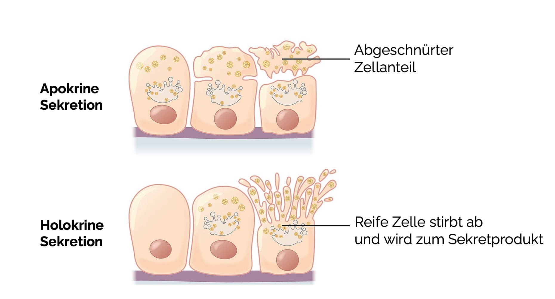 Apokrine- und Holokrine Sekretion