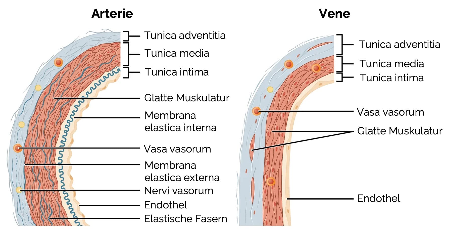 Allgemeiner Aufbau von Arterien und Venen