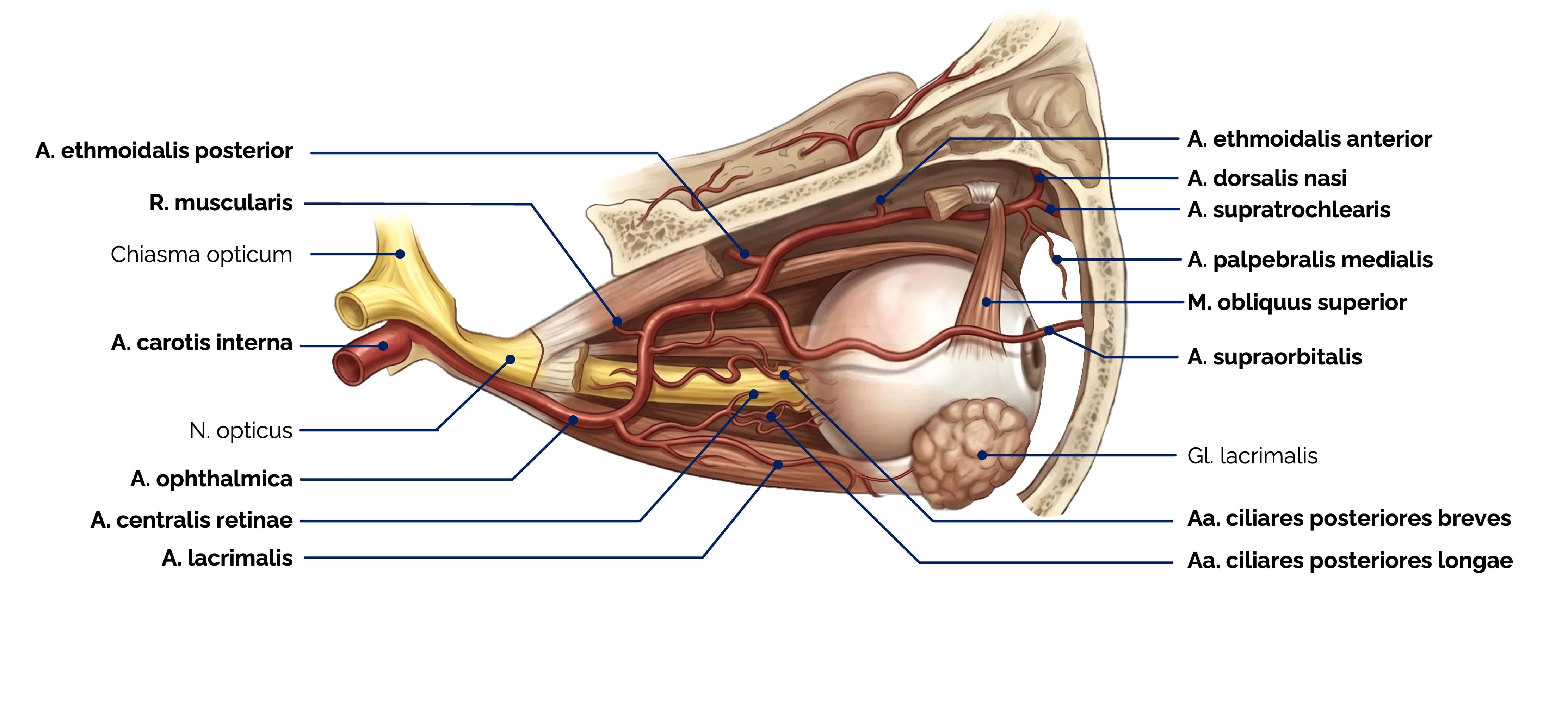 Arterielle Gefäßversorgung des Auges und der Orbita