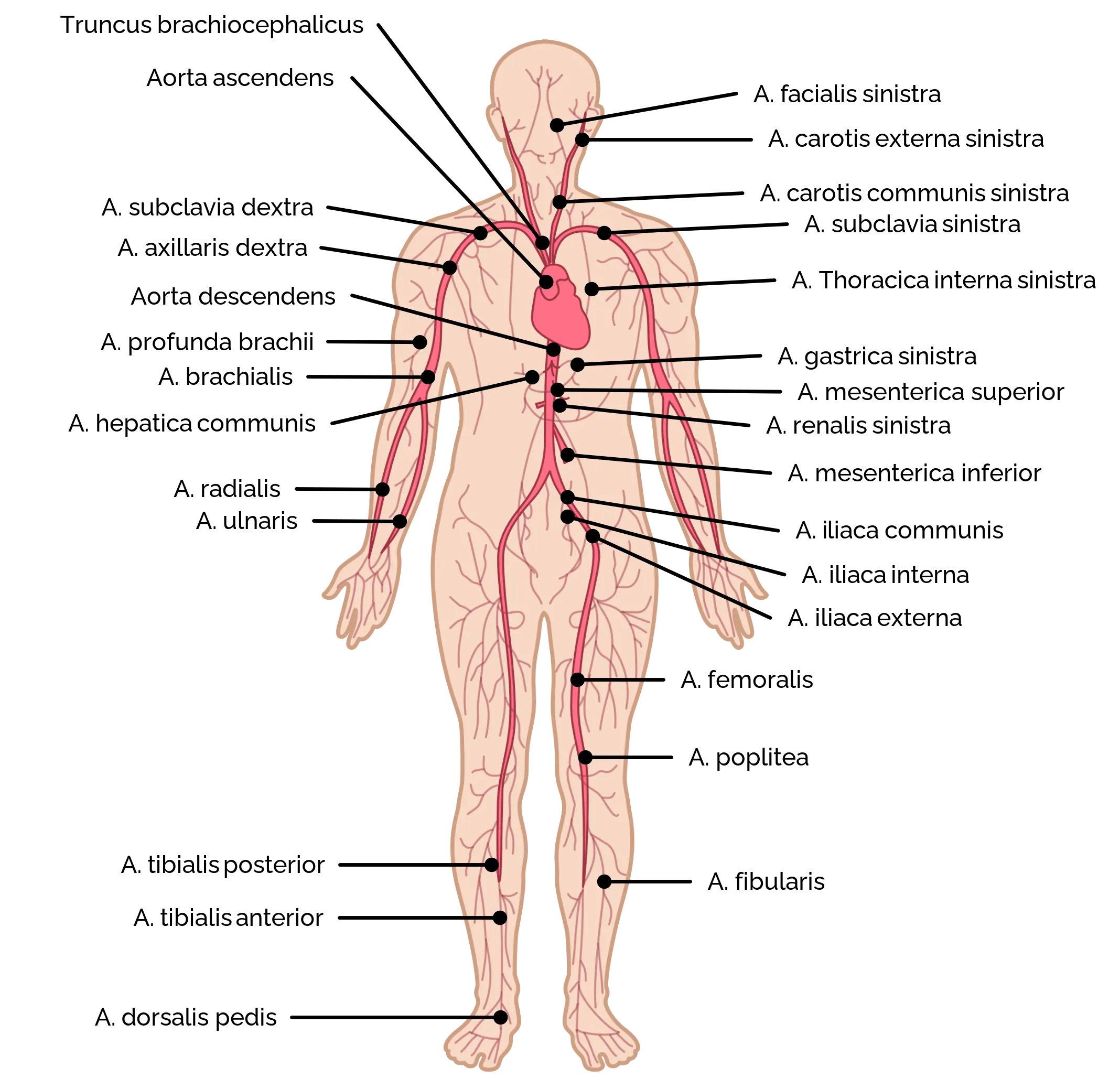 Arterien Körperkreislauf