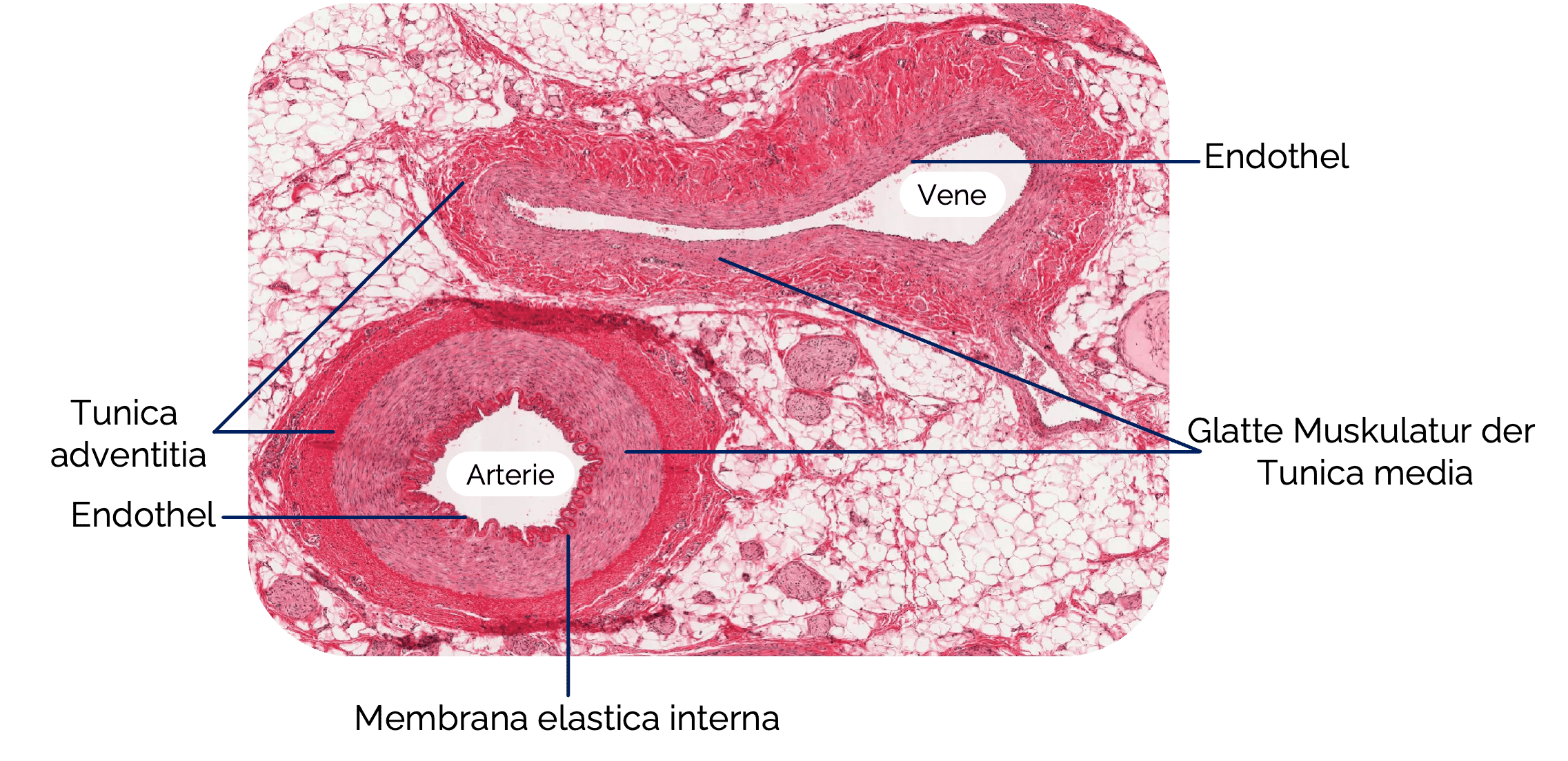 Histologischer Vergleich von Arterie und Vene