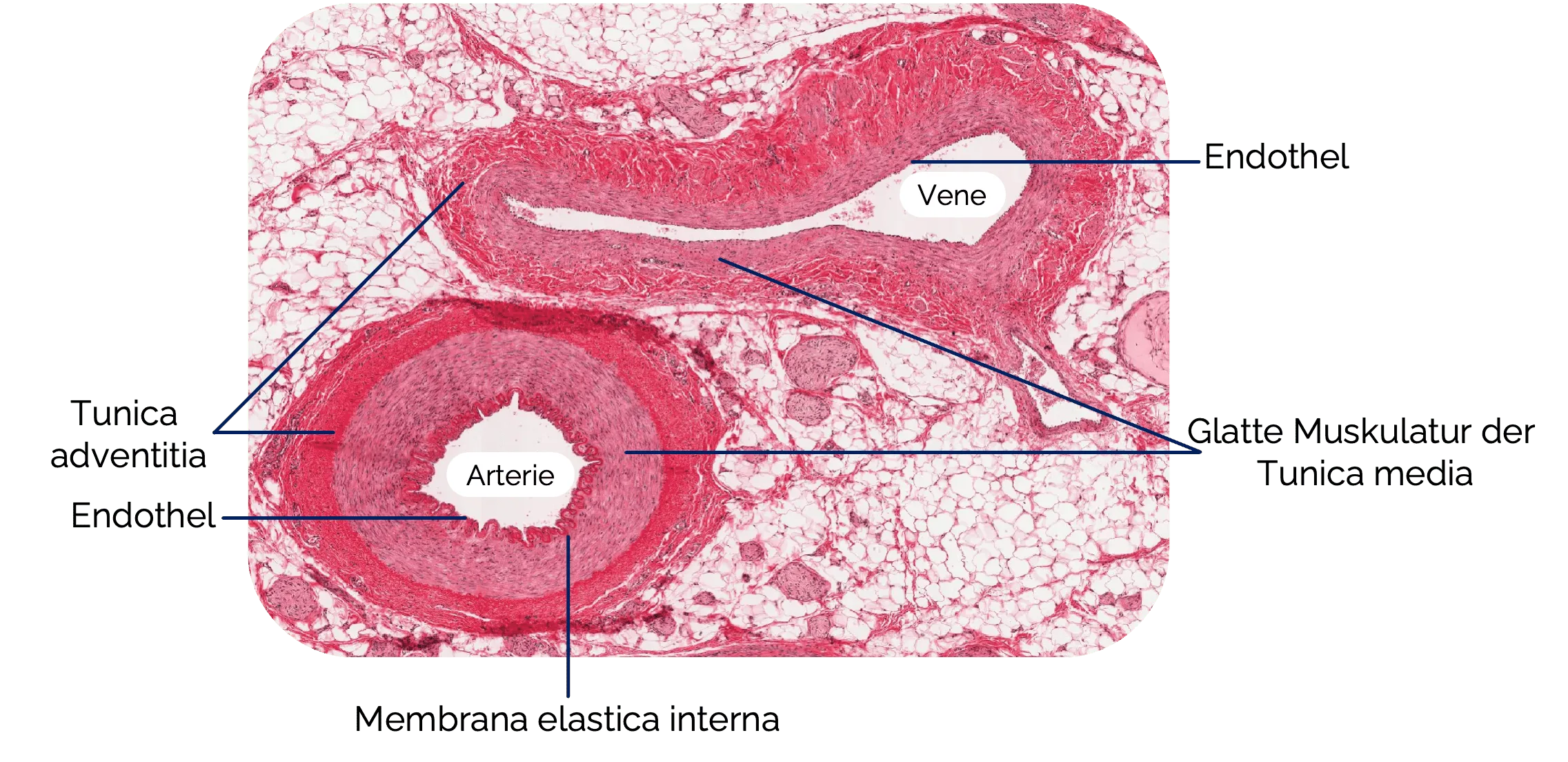 Histologischer Vergleich von Arterie und Vene