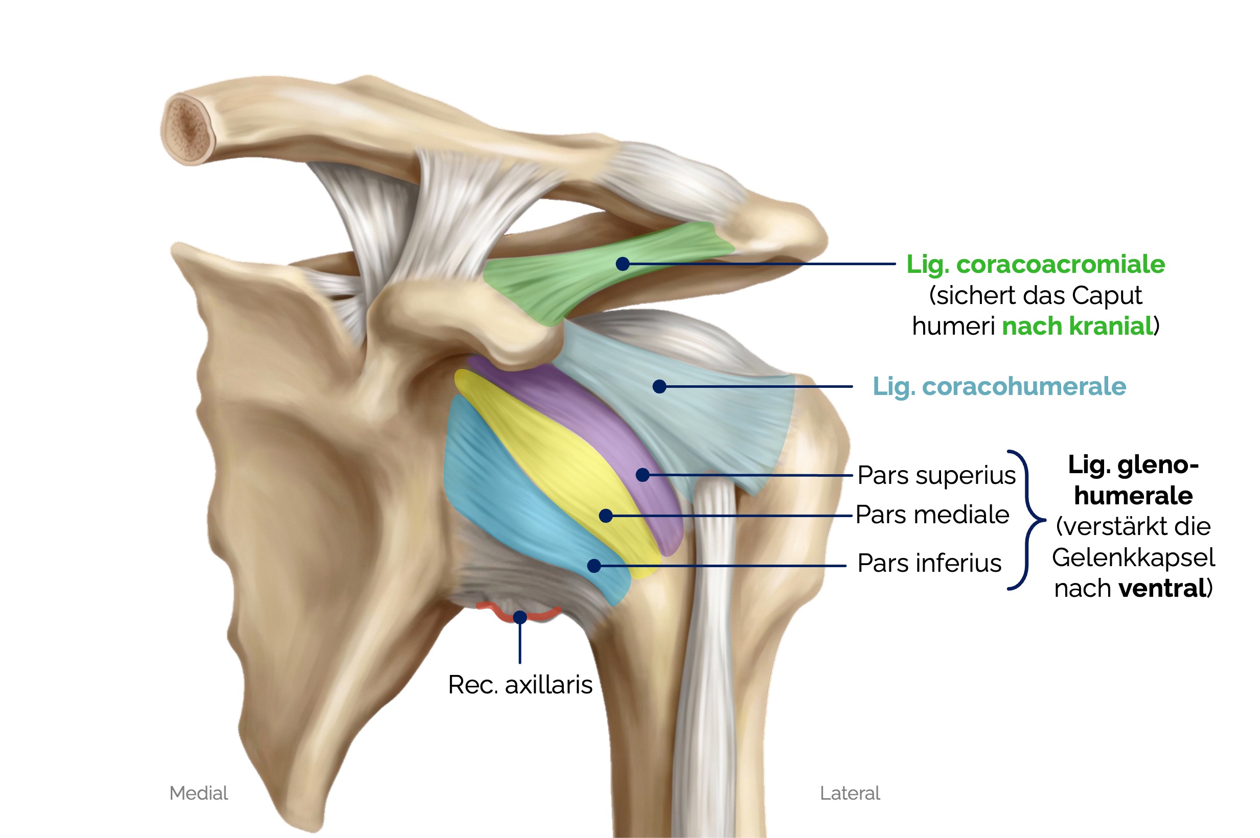 Schultergelenk (Articulatio humeri)