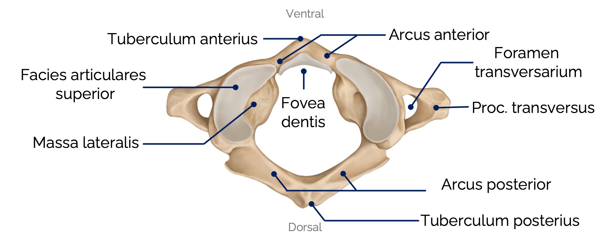 Atlas (C1) – kraniale Ansicht