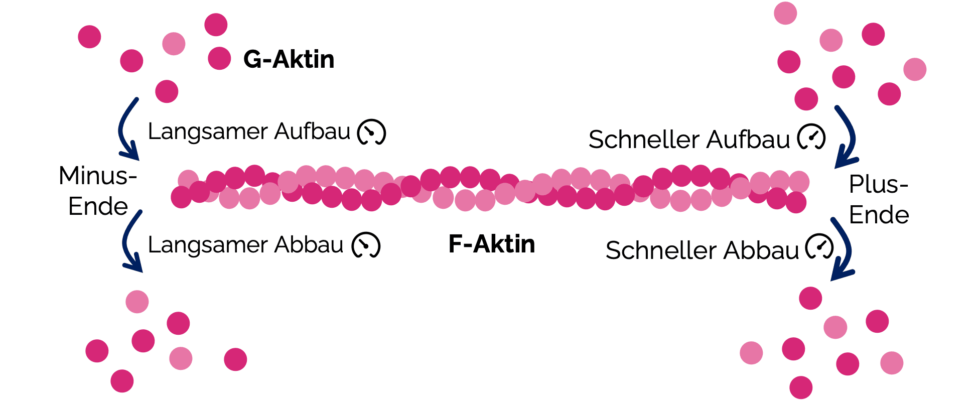 Aktinfilamente (Mikrofilamente)