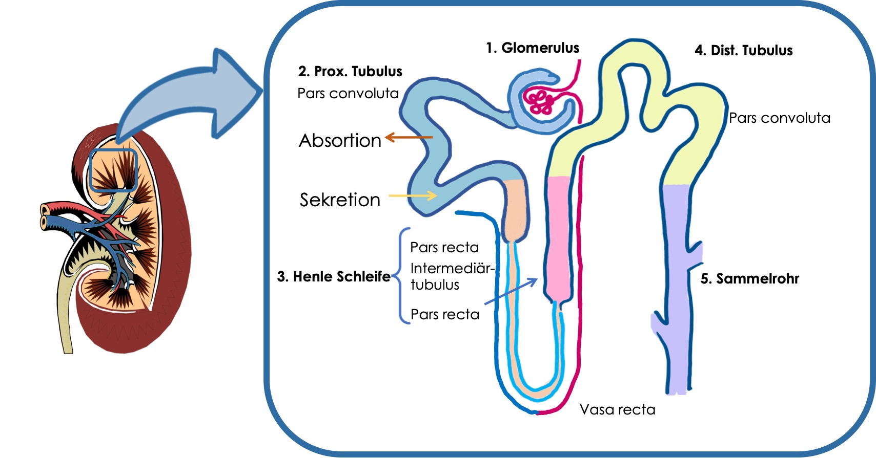 Aufbau der Nieren