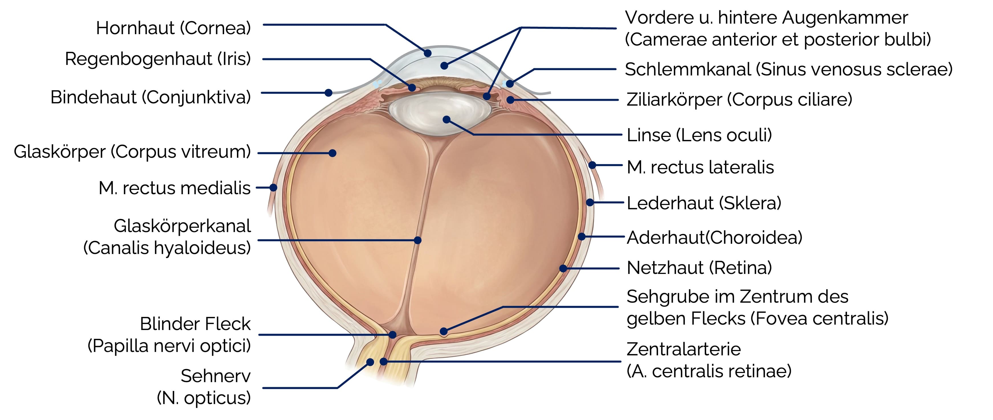 Auge (anatomischer Aufbau im Überblick)