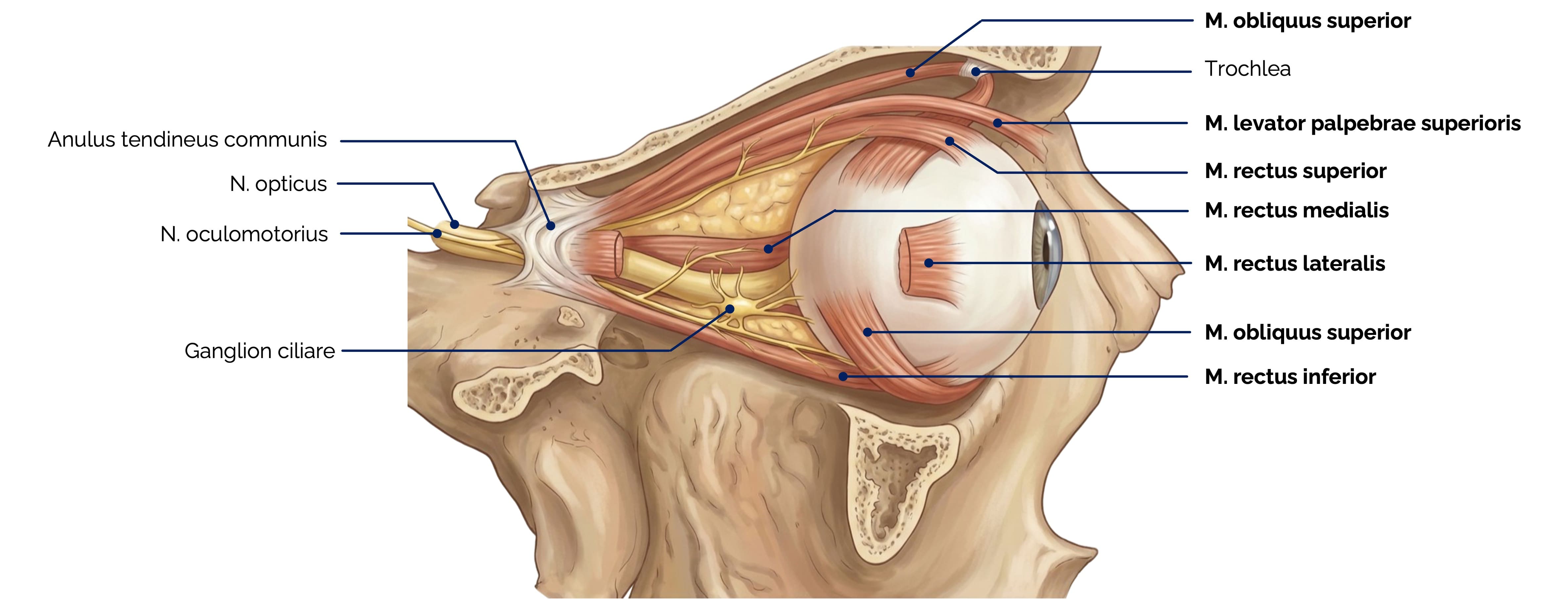Äußere Augenmuskulatur (Ansicht von lateral)