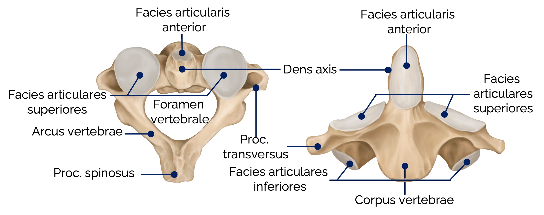 Axis (C2) - Ansicht von kranial und ventral