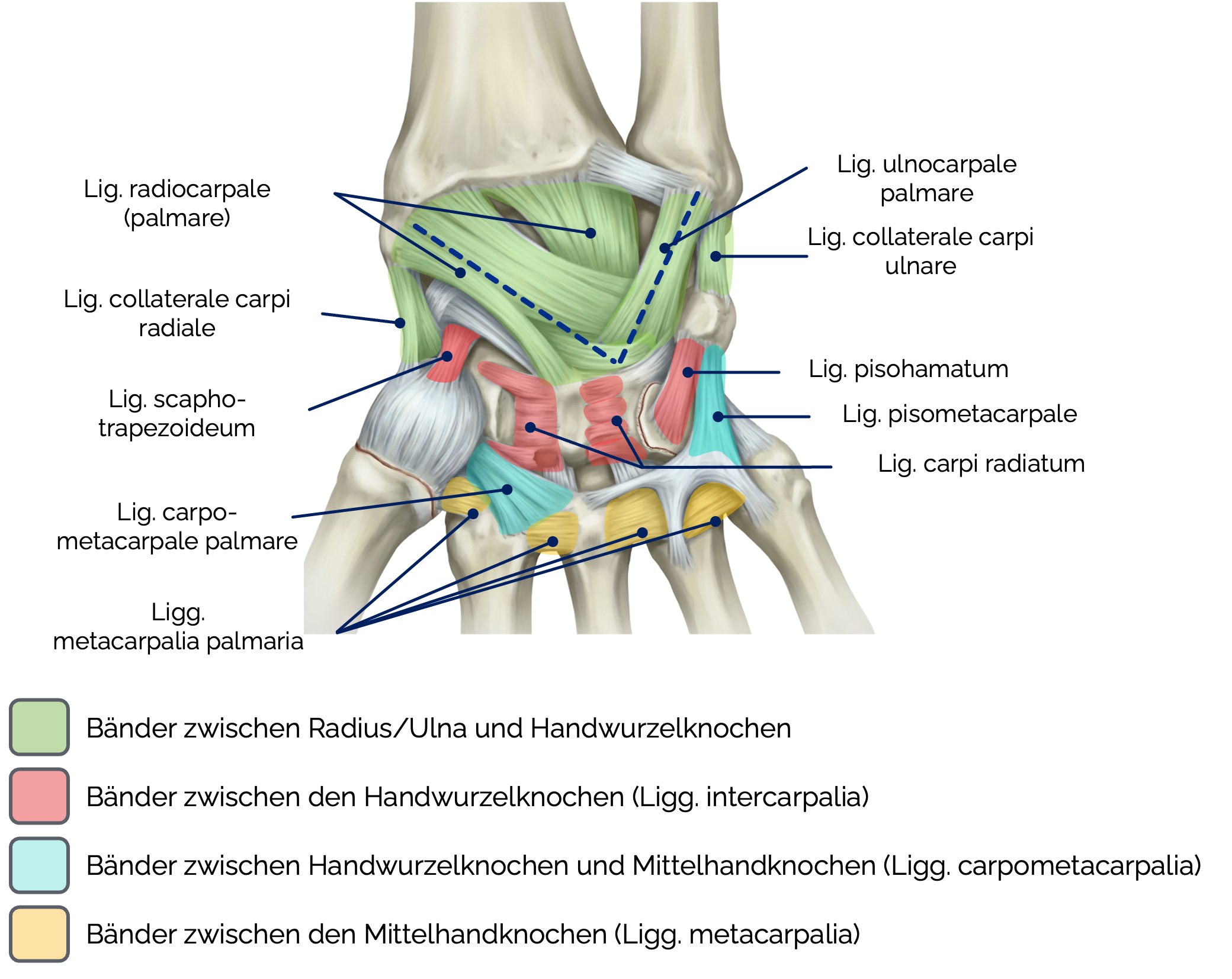Bänder des rechten Handgelenks