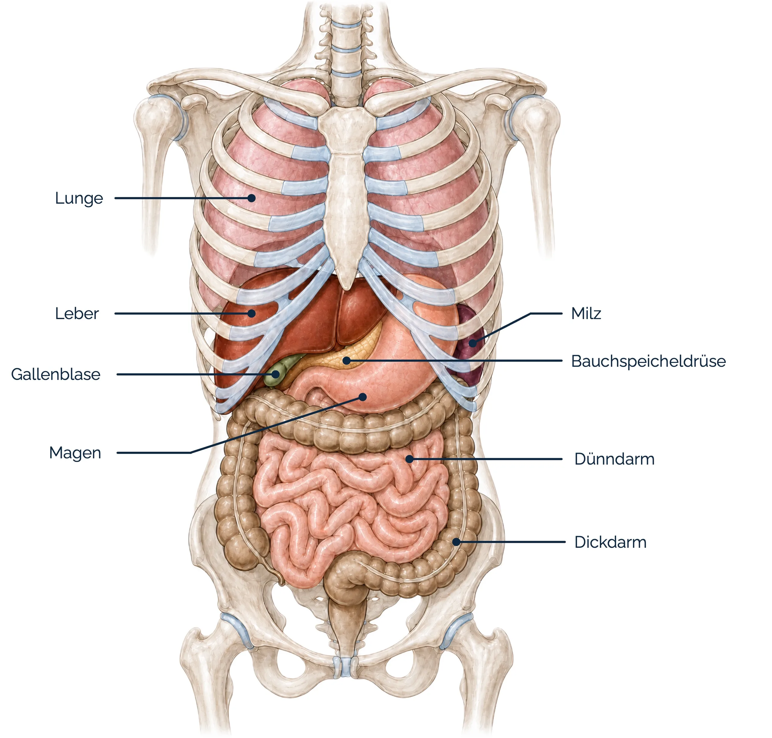 Bauchorgane