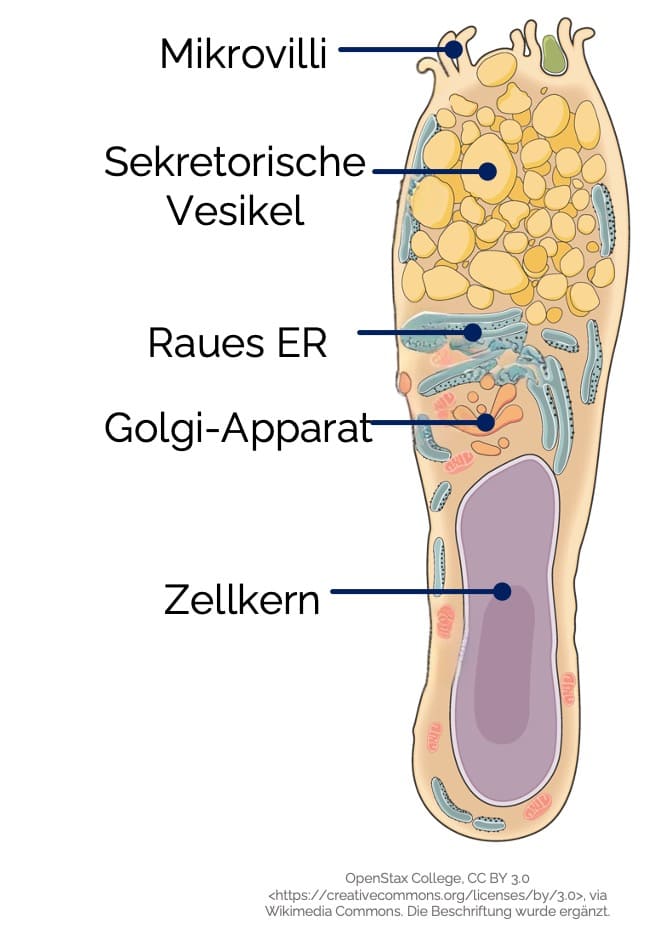Aufbau der Becherzellen