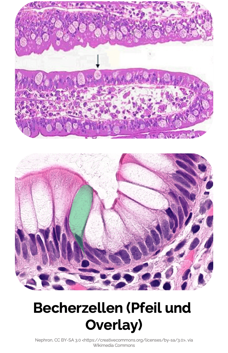 Einzellige intraepitheliale Drüsenzellen