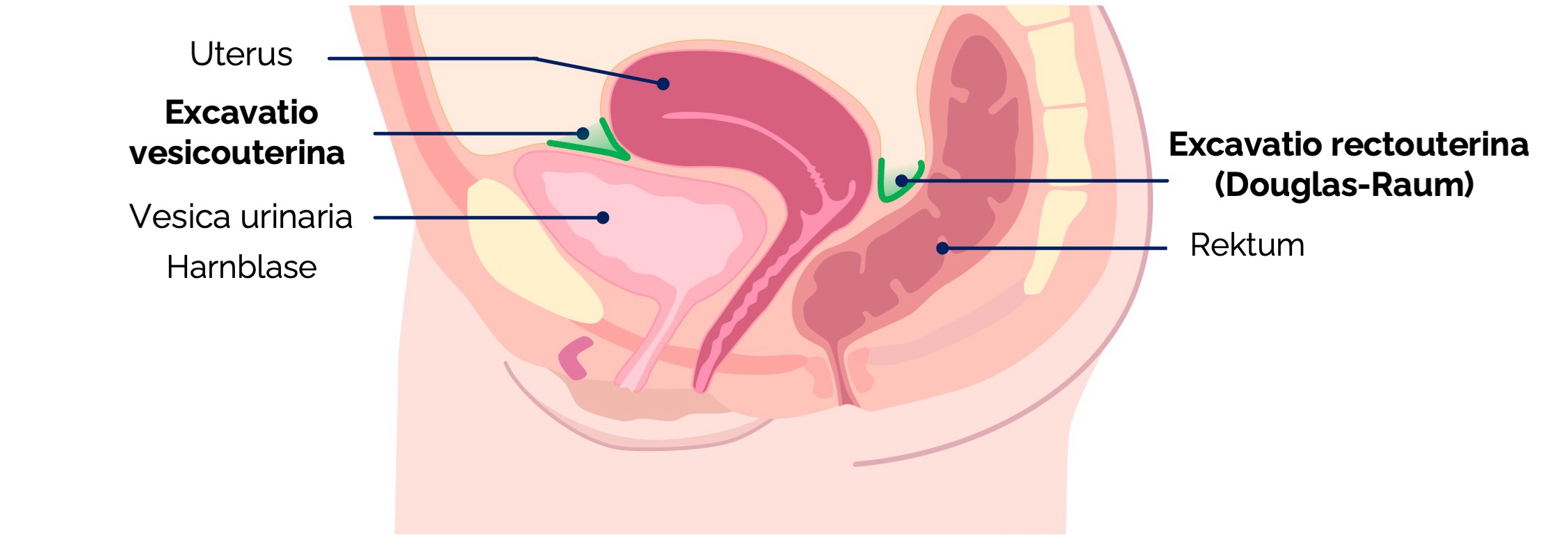 Beckenfelltaschen Frau