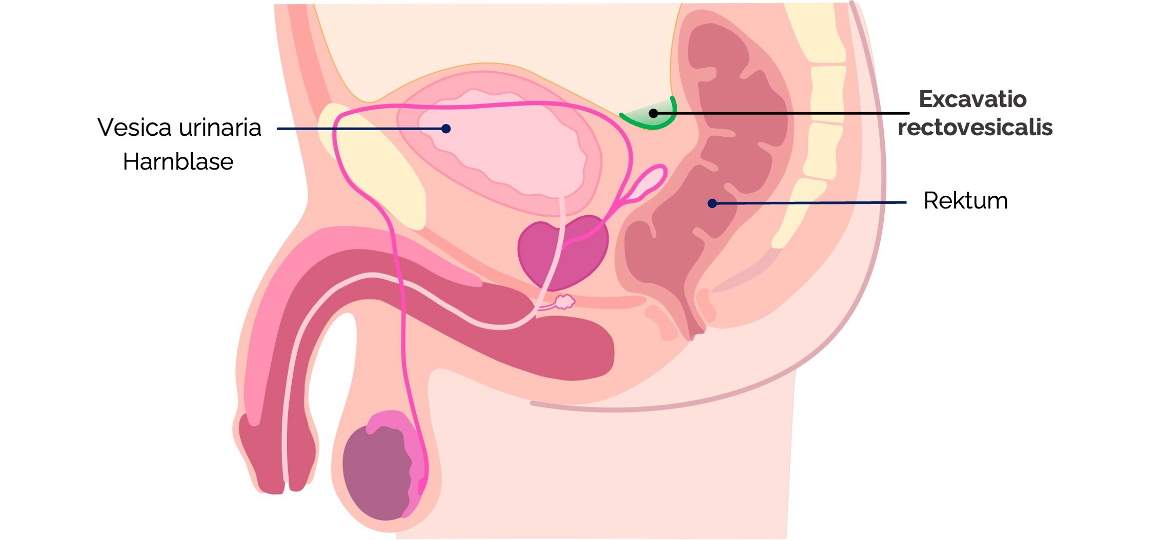 Bauchfelltaschen Mann