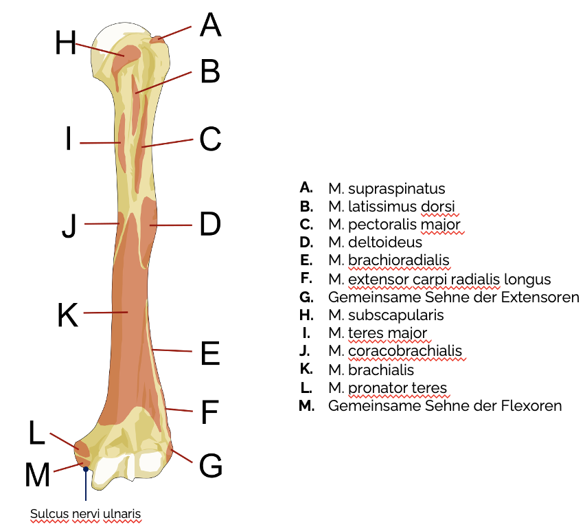 Oberarmknochen (Humerus)