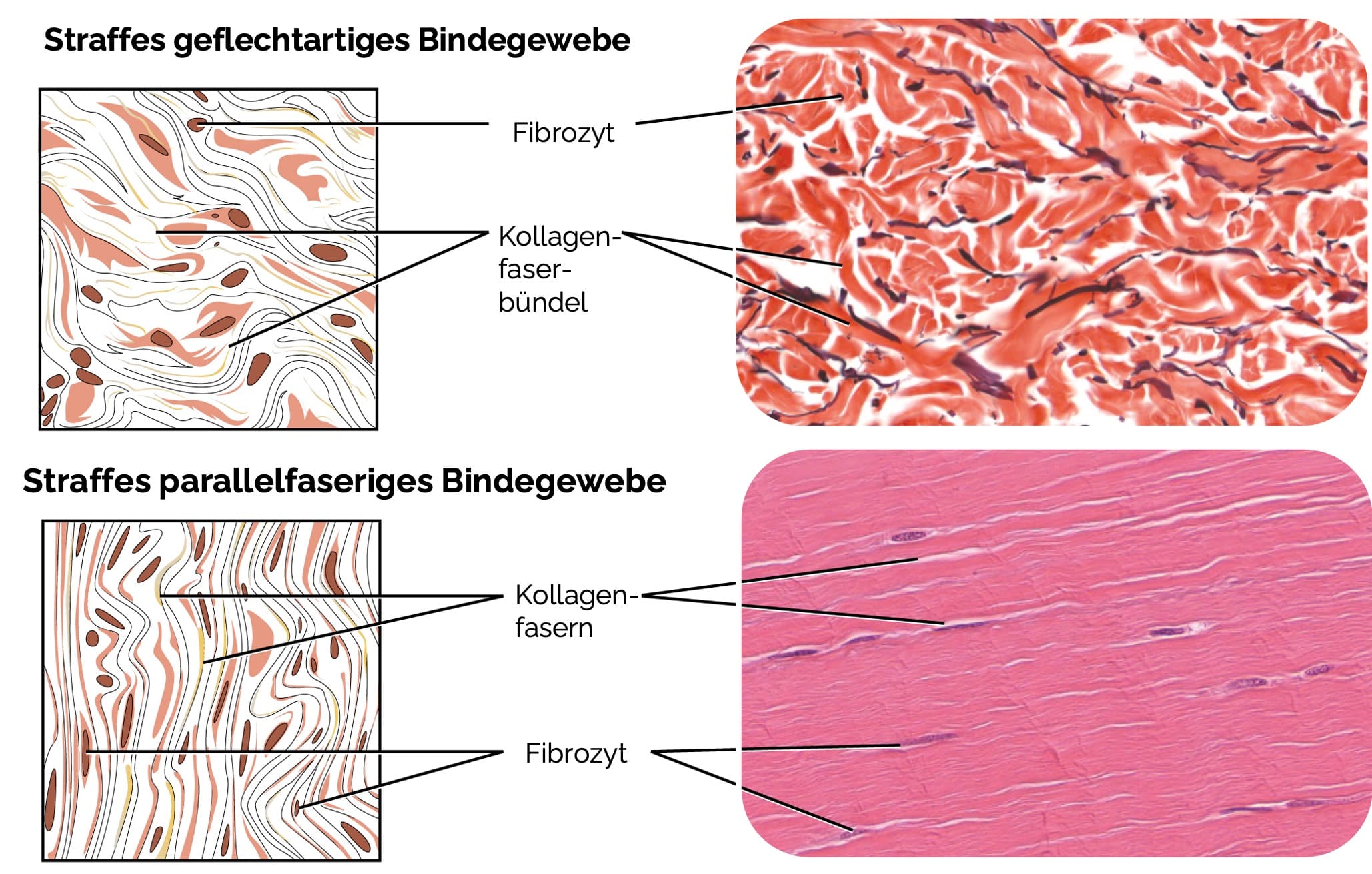Straffes geflechtartiges- und parallelfaseriges Bindegewebe