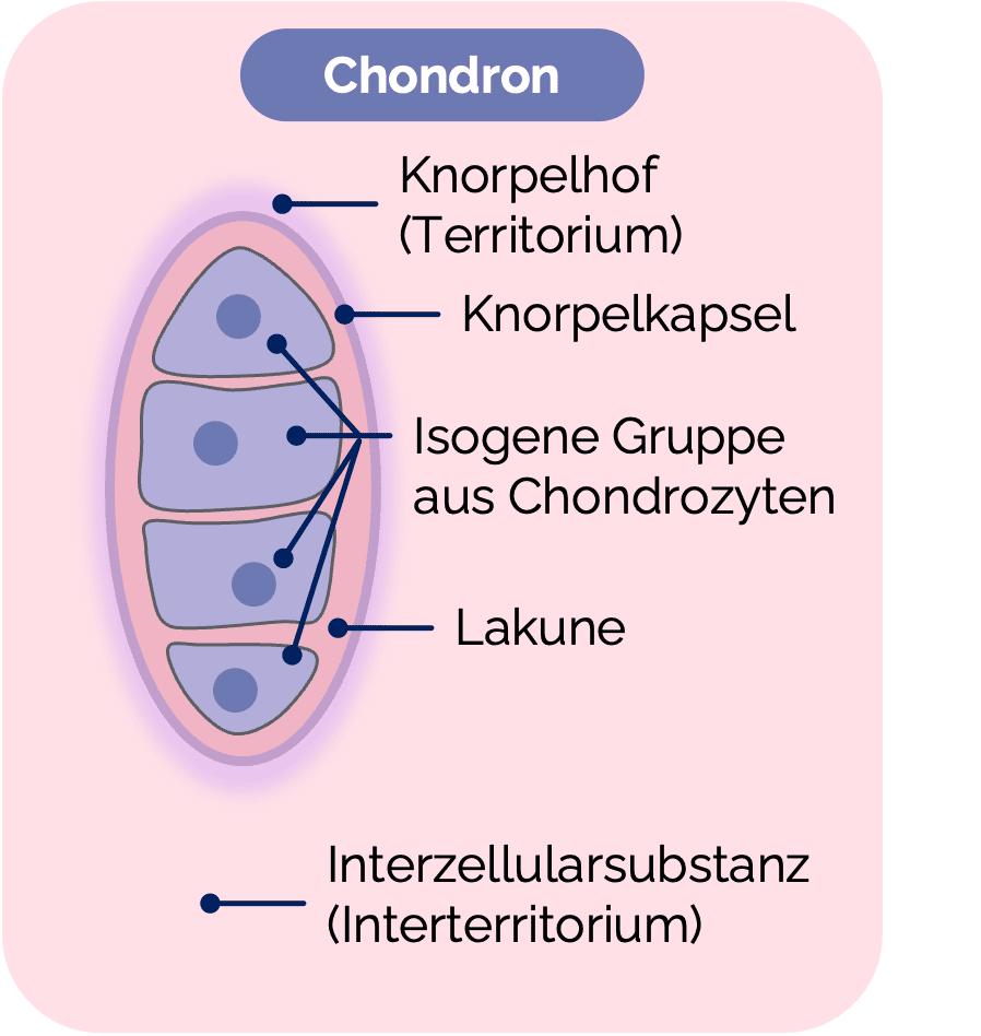 Chondron
