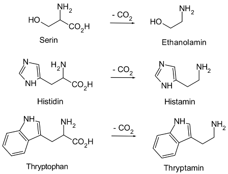 Decarboxylierung von Aminosäuren