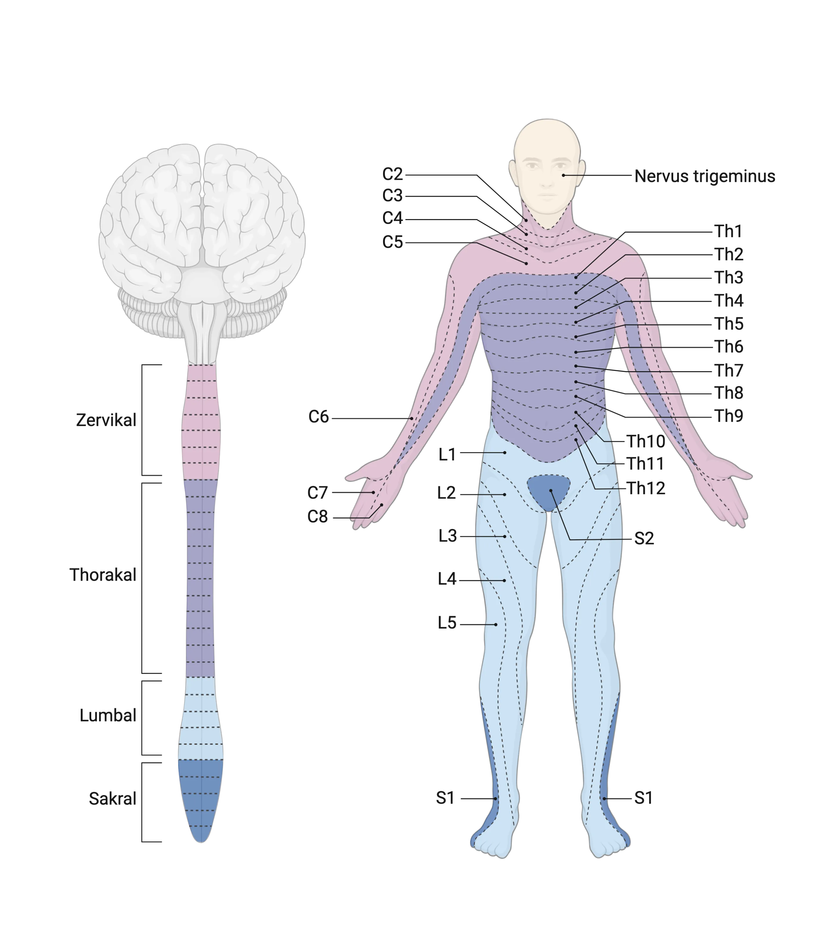 Dermatome