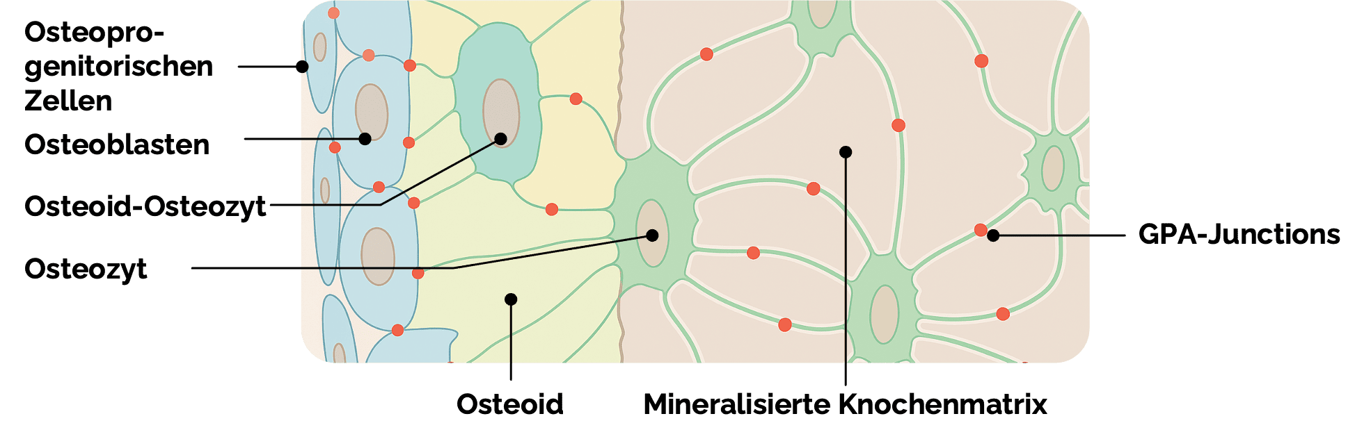 Desmale Ossifikation (direkte Knochenbildung)