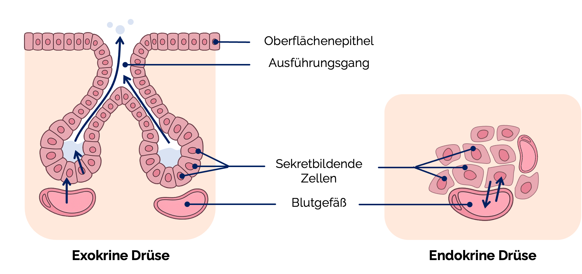 Drüsenepithelien