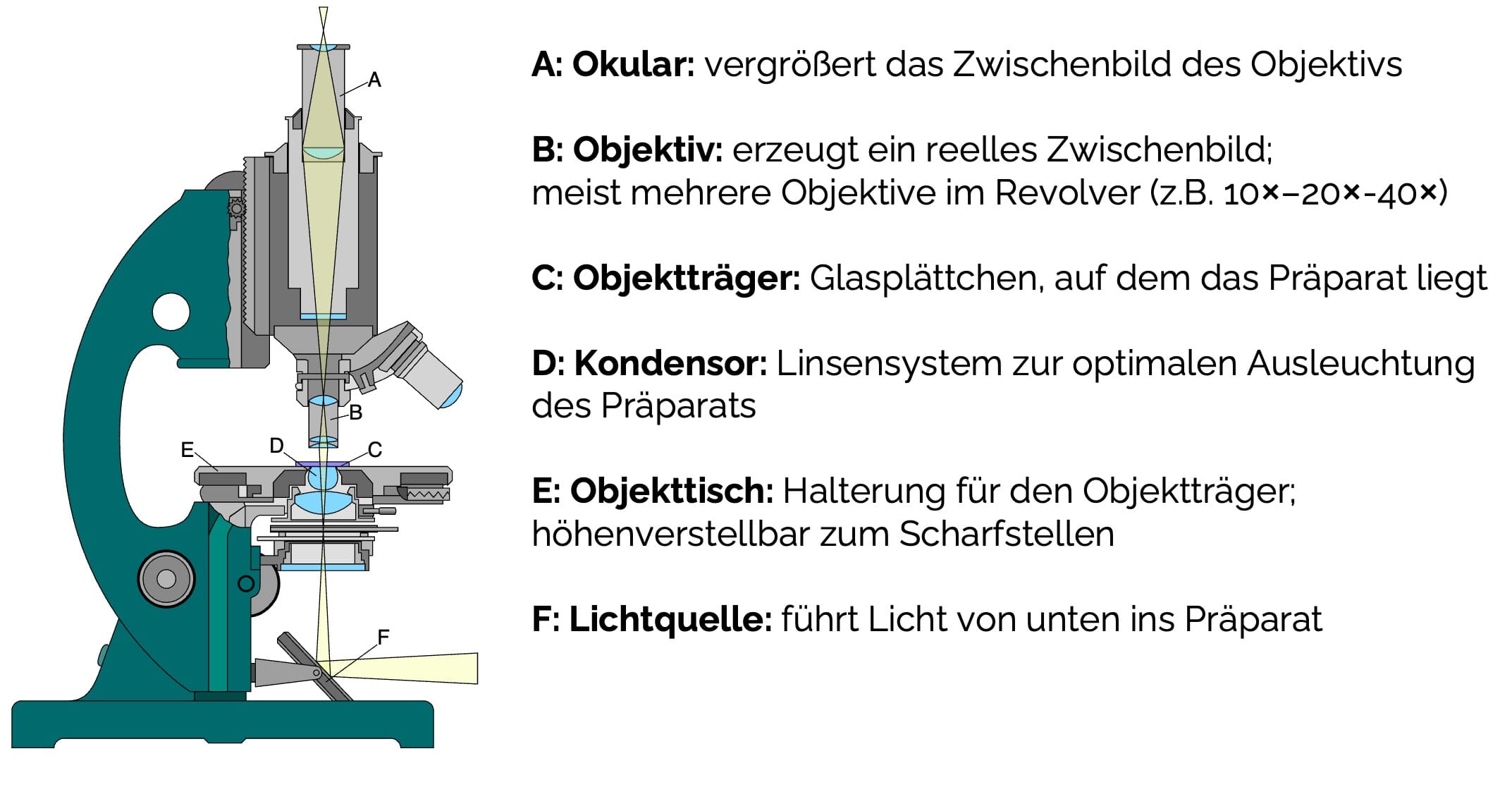 Aufbau eines typischen Durchlicht-Mikroskops