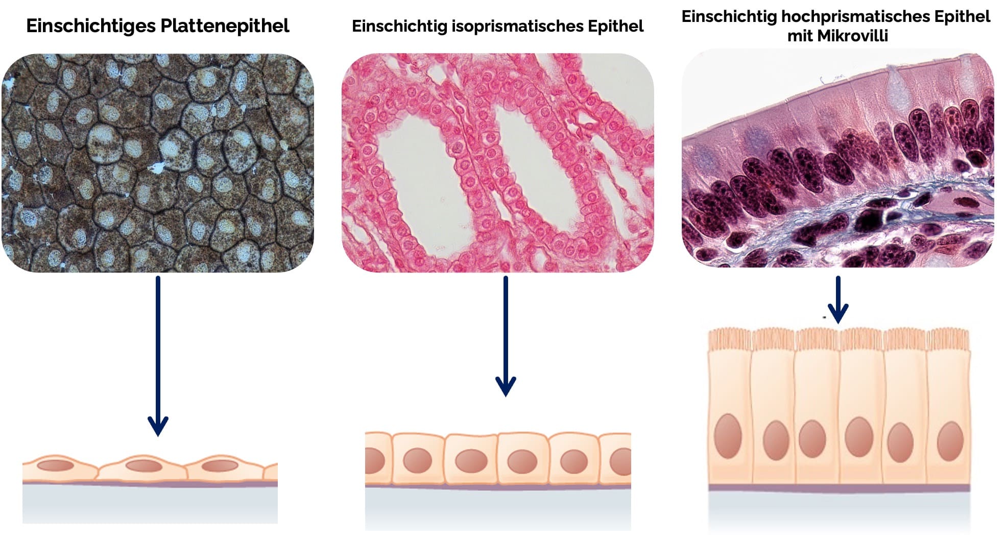 Einschichtige Epithelien